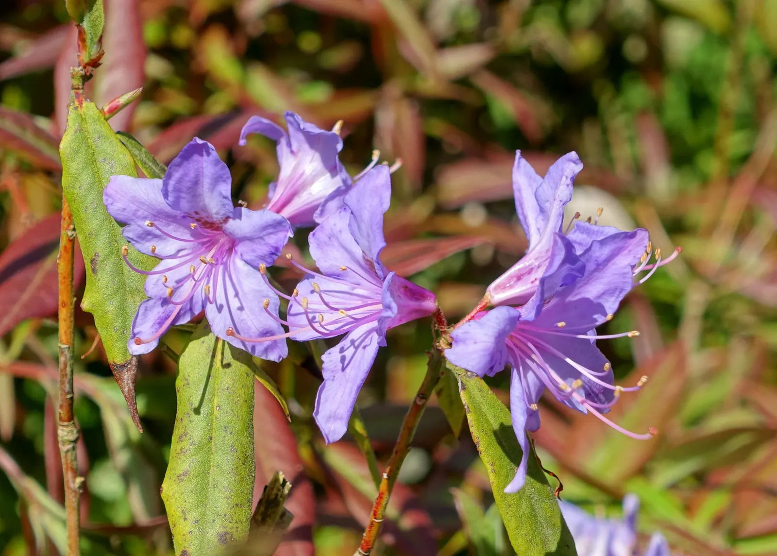 Blue Rhododendron (Rhododendron Augustinii) — These evergreen leaves offer year-round interest.<br><br>For optimal growth; is a highly esteemed, image 76