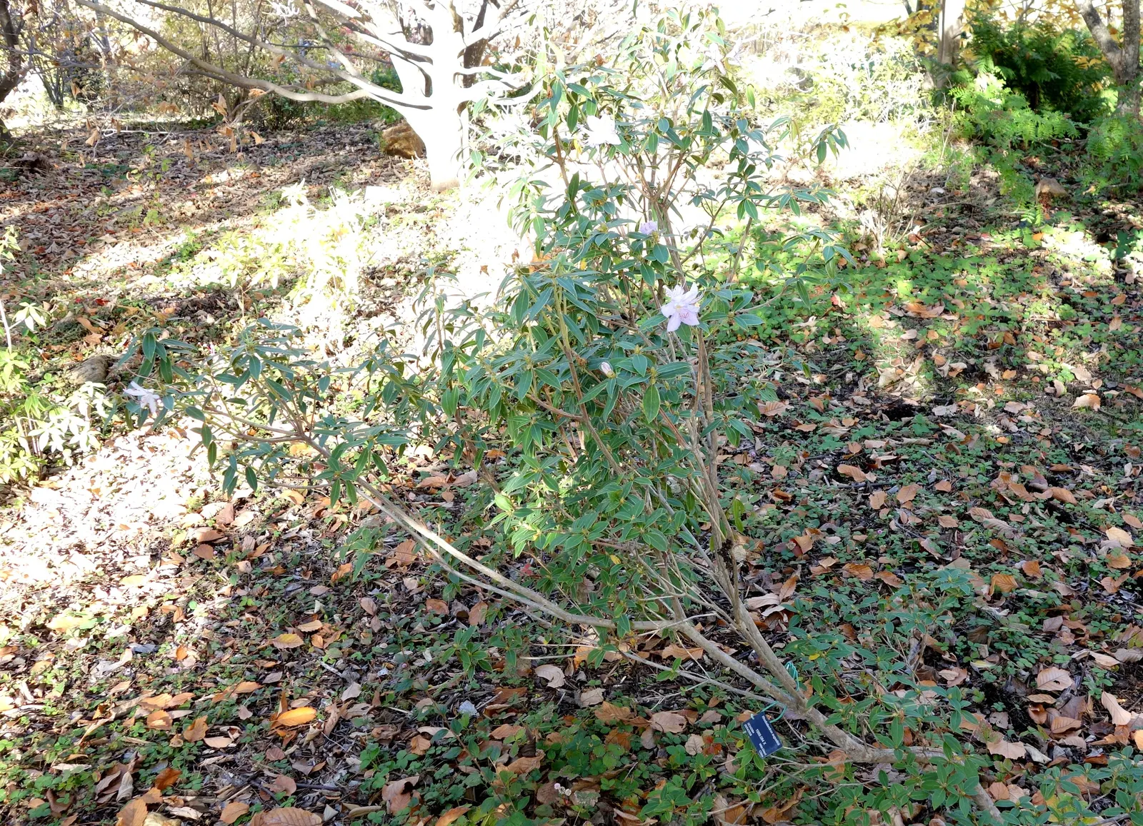 Blue Rhododendron (Rhododendron Augustinii) — prized for its clusters of vibrant blue to lavender flowers; perfect for woodland gardens, its spring bloom adds