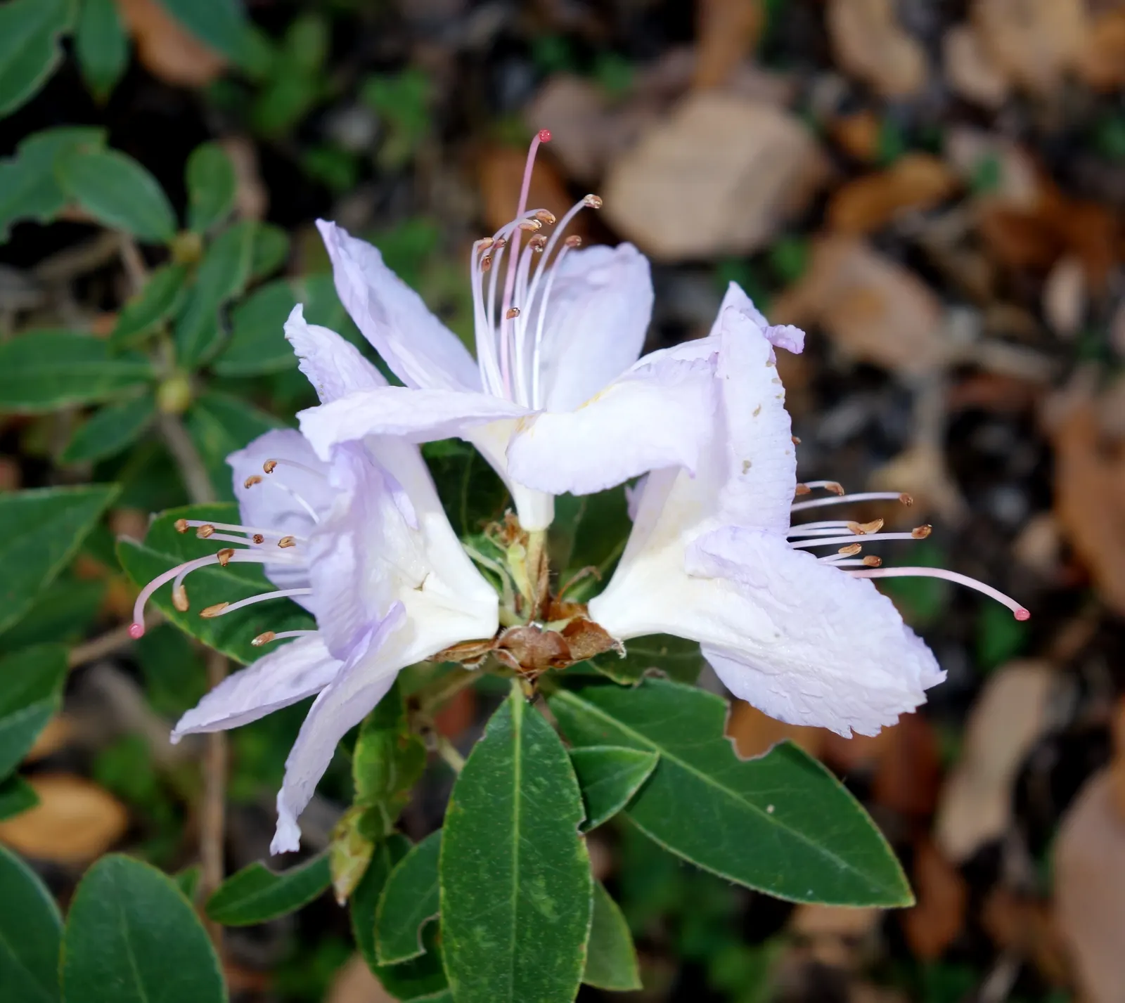Blue Rhododendron (Rhododendron Augustinii) — prized for its clusters of vibrant blue to lavender flowers