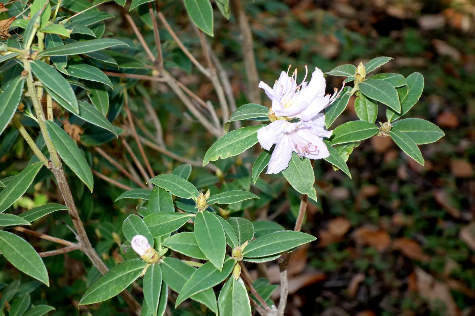 Blue Rhododendron (Rhododendron Augustinii) — These evergreen leaves offer year-round interest.<br><br>For optimal growth; is a highly esteemed addition to any