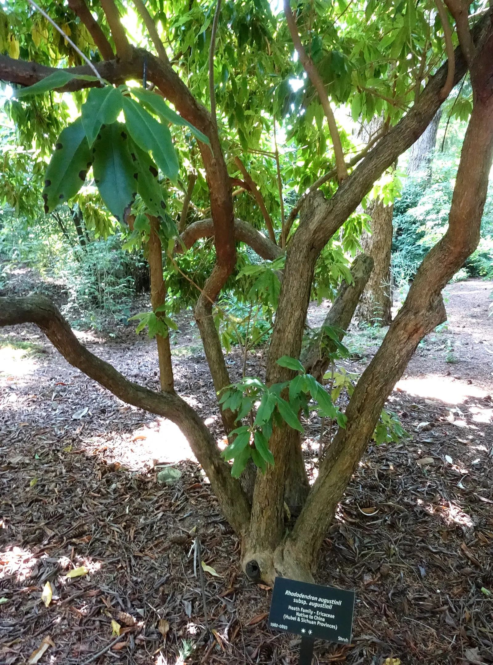 Blue Rhododendron (Rhododendron Augustinii) — is a highly esteemed addition to any landscape