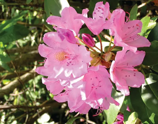Blue Rhododendron (Rhododendron Augustinii) — Moist, well-drained, acidic soil is crucial to prevent root rot
