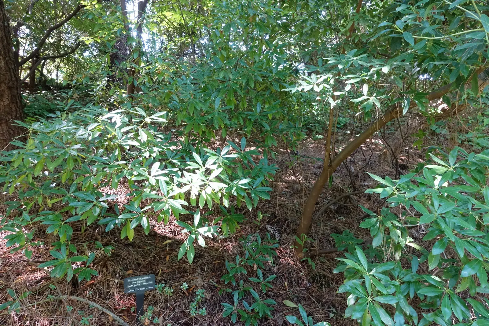 Blue Rhododendron (Rhododendron Augustinii) — shrub for half or shade