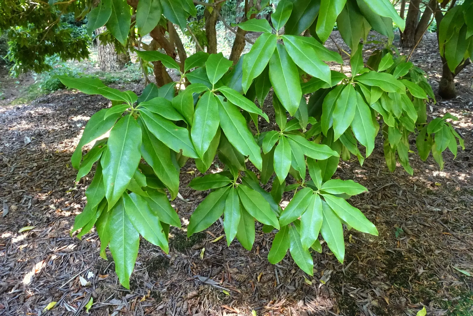 Blue Rhododendron (Rhododendron Augustinii) — though it can tolerate full sun in cooler climates