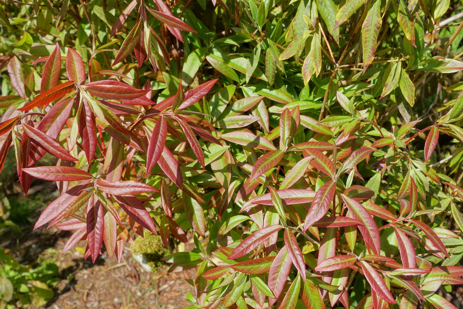 Blue Rhododendron (Rhododendron Augustinii) — Thriving in partial shade, it reaches 4-6 feet in height and width; or as a specimen, image 60