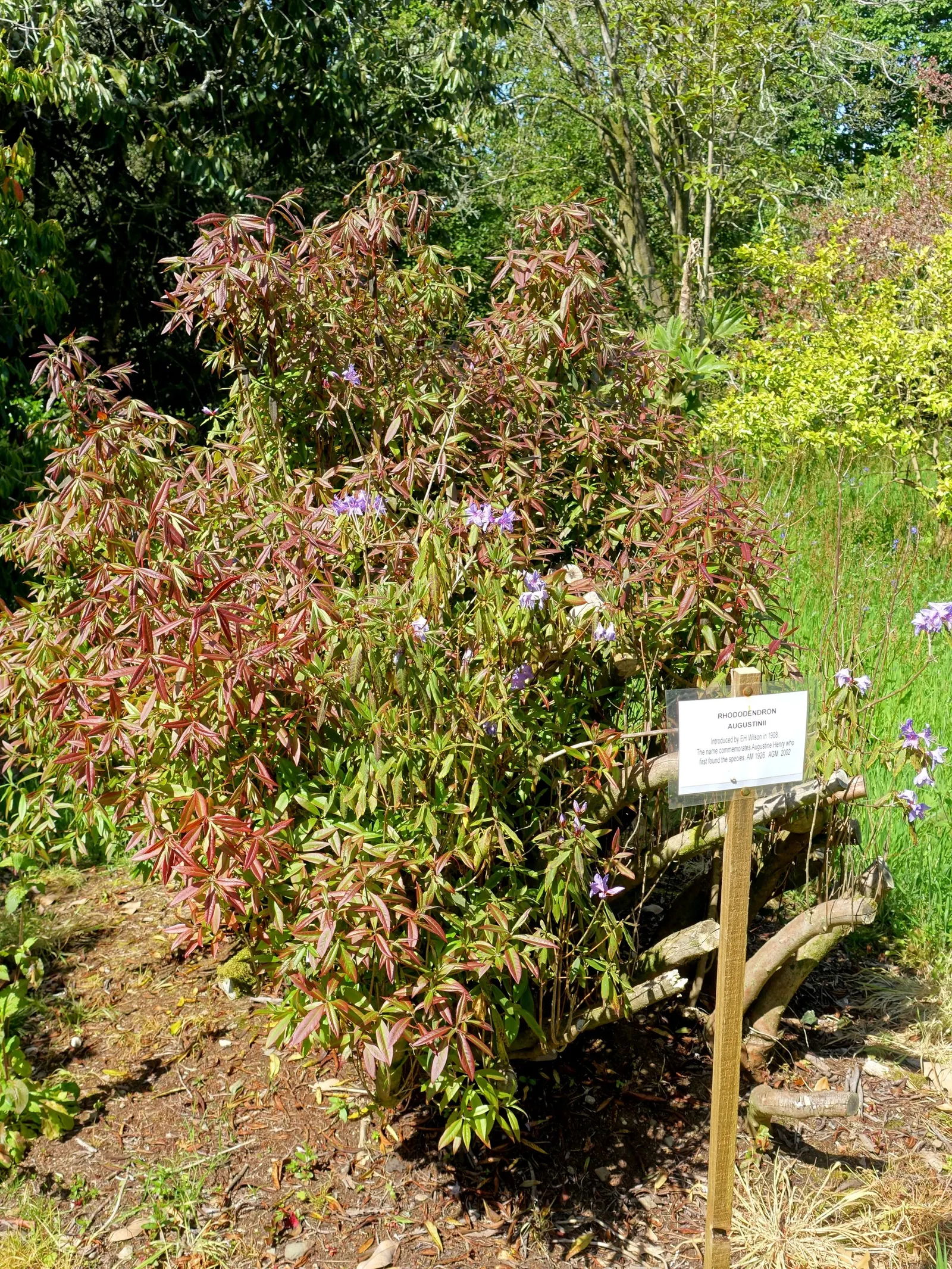 Blue Rhododendron (Rhododendron Augustinii) — with a length of about 2 to 4 inches and a deep