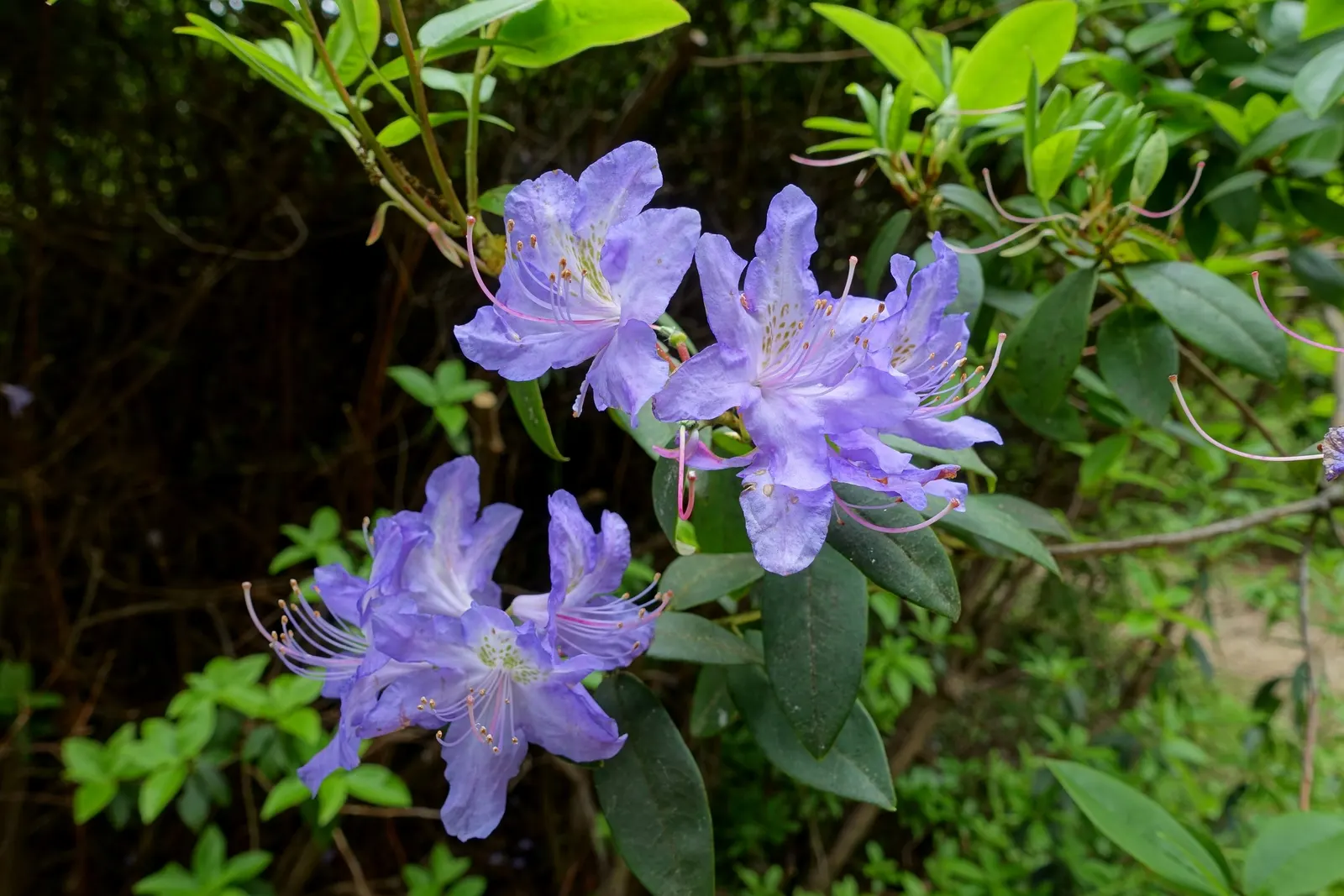 Blue Rhododendron (Rhododendron Augustinii) — blue and lavender flowers in the garden; augustinii is its blooms, which emerge in mid to late spring