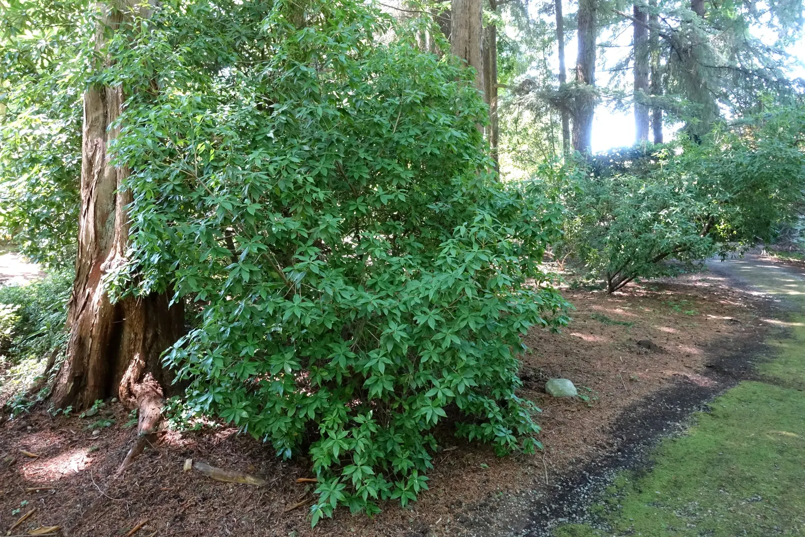 Blue Rhododendron (Rhododendron Augustinii) — shrub for half or shade; making it suitable for a variety of temperate regions