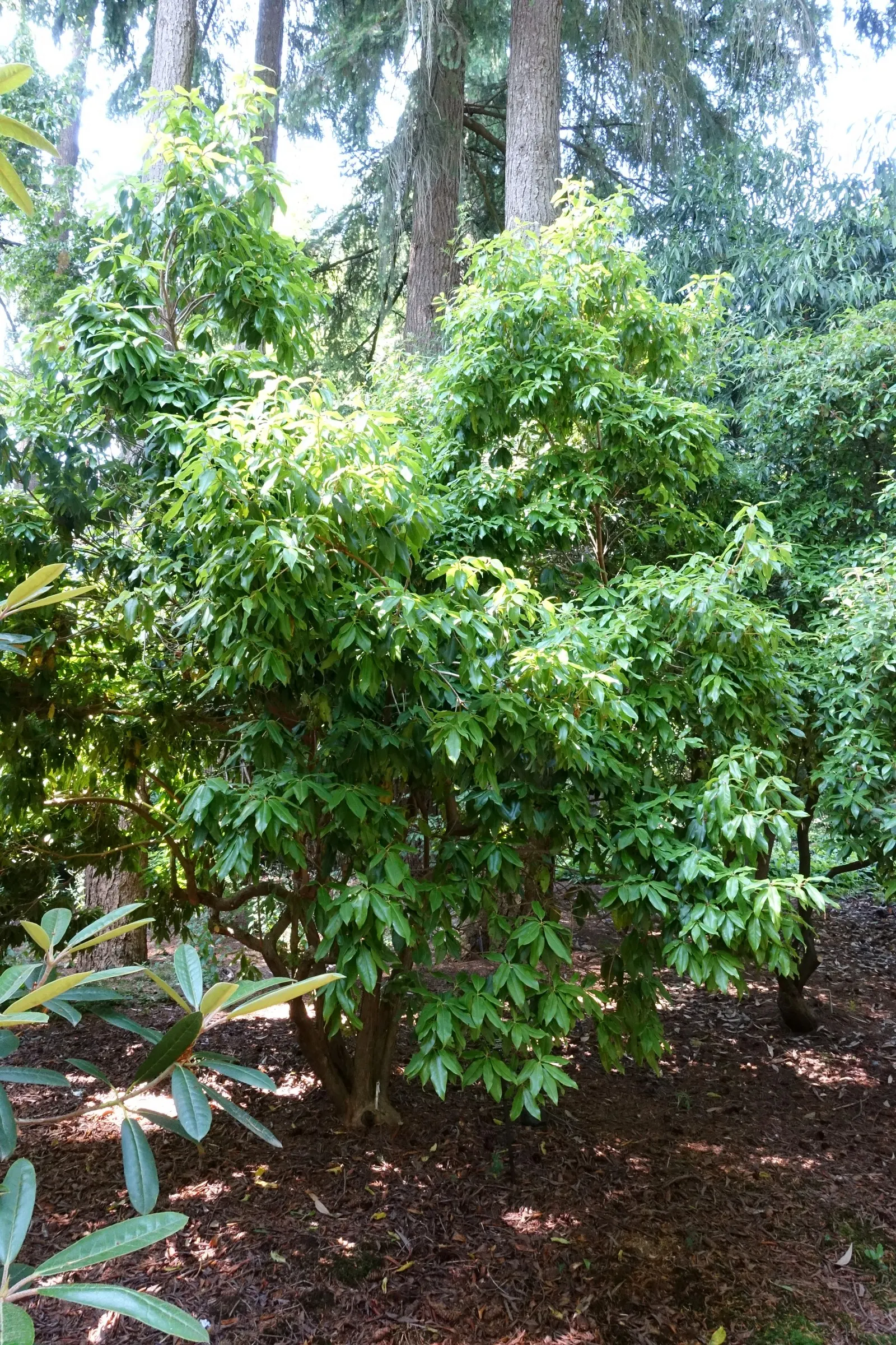 Blue Rhododendron (Rhododendron Augustinii) — making it a versatile shrub for foundation plantings; this species typically reaches a height of 3 to, image 68