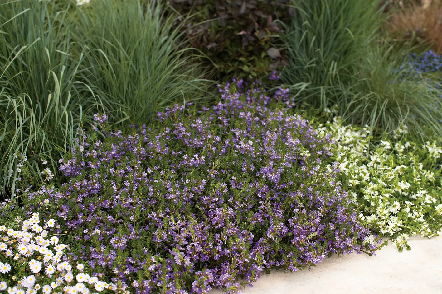 Blue II Scaevola (Scaevola aemula) — It matures at 8-14 inches tall and spreads 18-24 inches, spilling neatly from baskets, containers, and edging