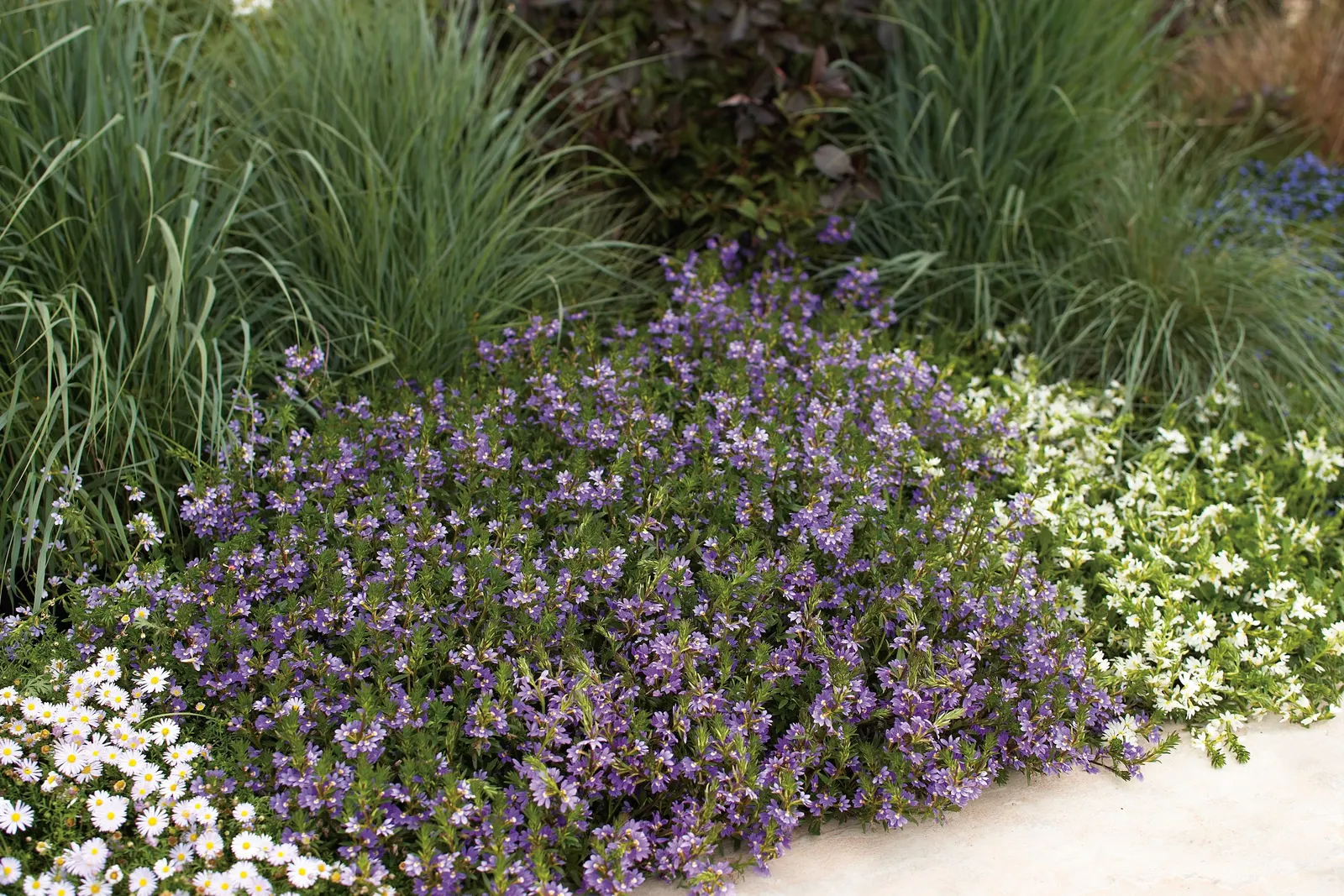 Low Scape Mound® Aronia (Aronia melanocarpa) — is a compact deciduous shrub with glossy green foliage