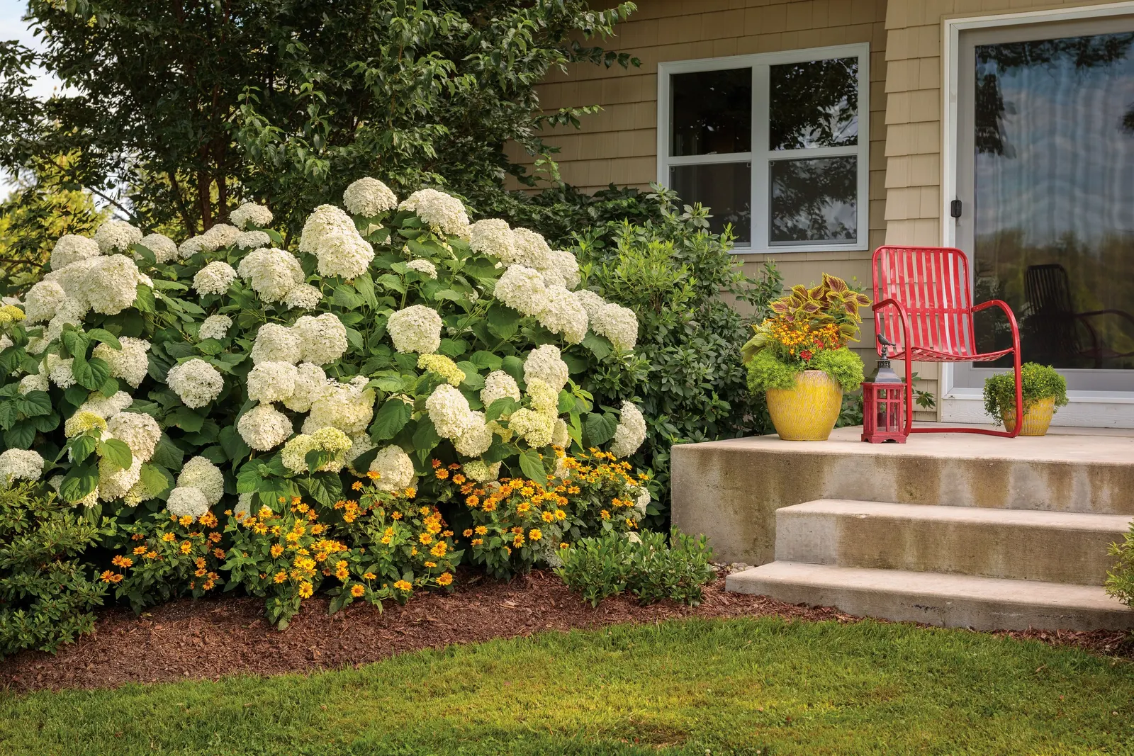 Incrediball® Smooth Hydrangea (Hydrangea arborescens) — site Incrediball® in part sun to full sun