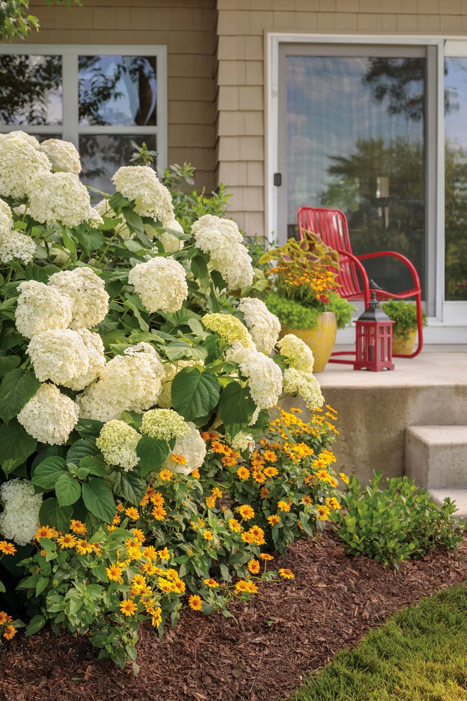 Incrediball® Smooth Hydrangea (Hydrangea arborescens) — or mass it for a luminous white summer hedge