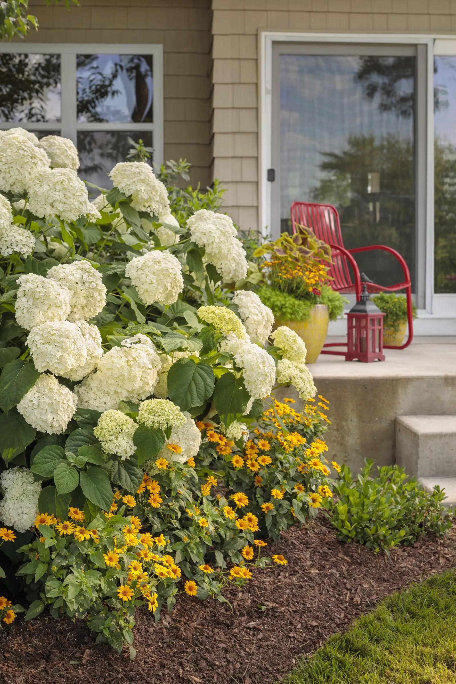 Incrediball® Smooth Hydrangea (Hydrangea arborescens) — green and white flowers in the garden