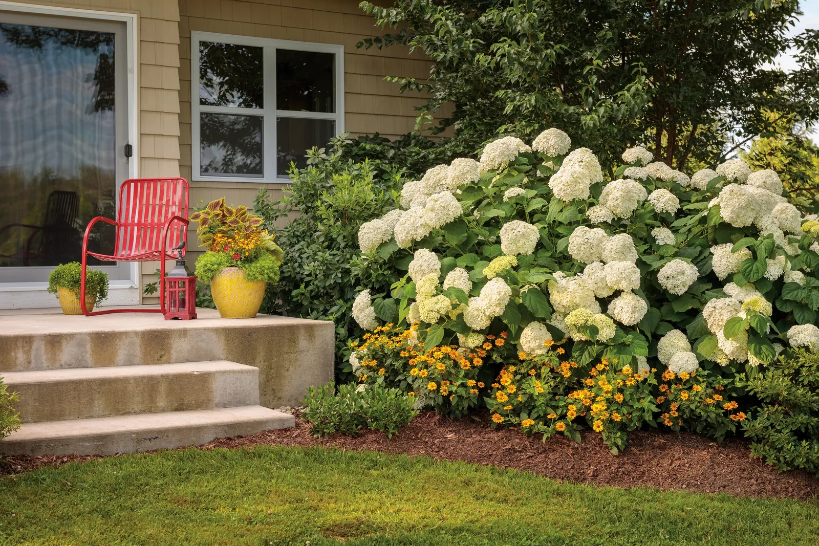 Incrediball® Smooth Hydrangea (Hydrangea arborescens) — Because it blooms on new wood