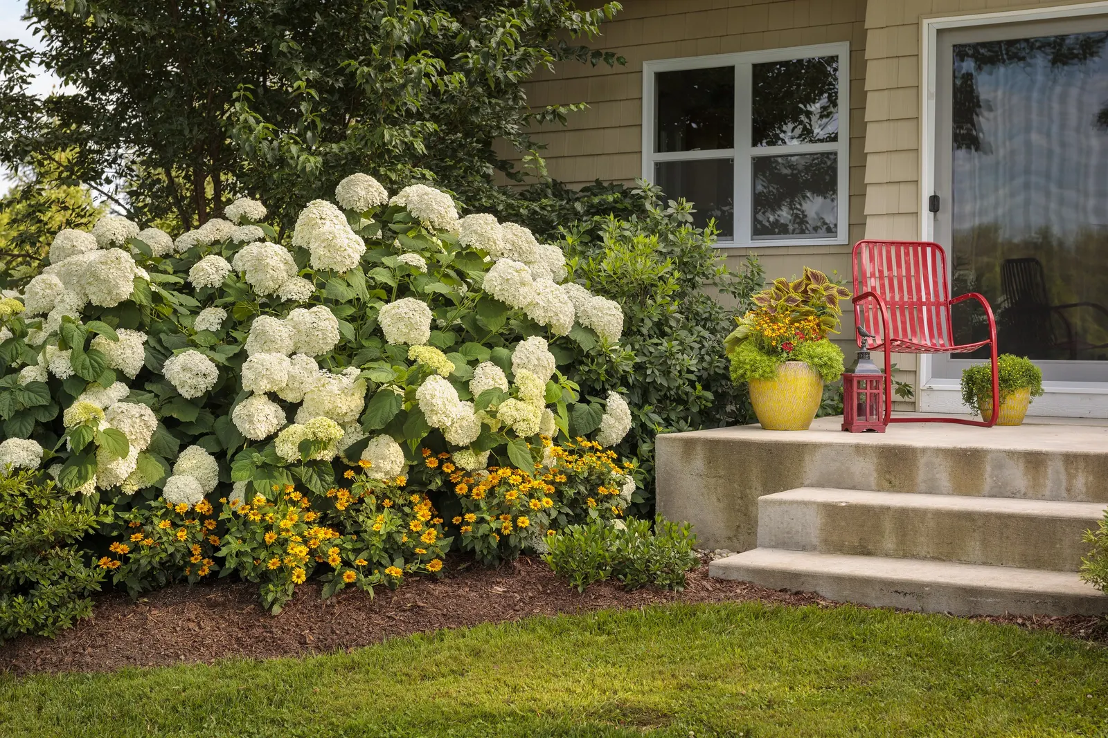 Incrediball® Smooth Hydrangea (Hydrangea arborescens) — then gradually mature to a soft jade green that remains handsome into late summer and fall.<br><br>At