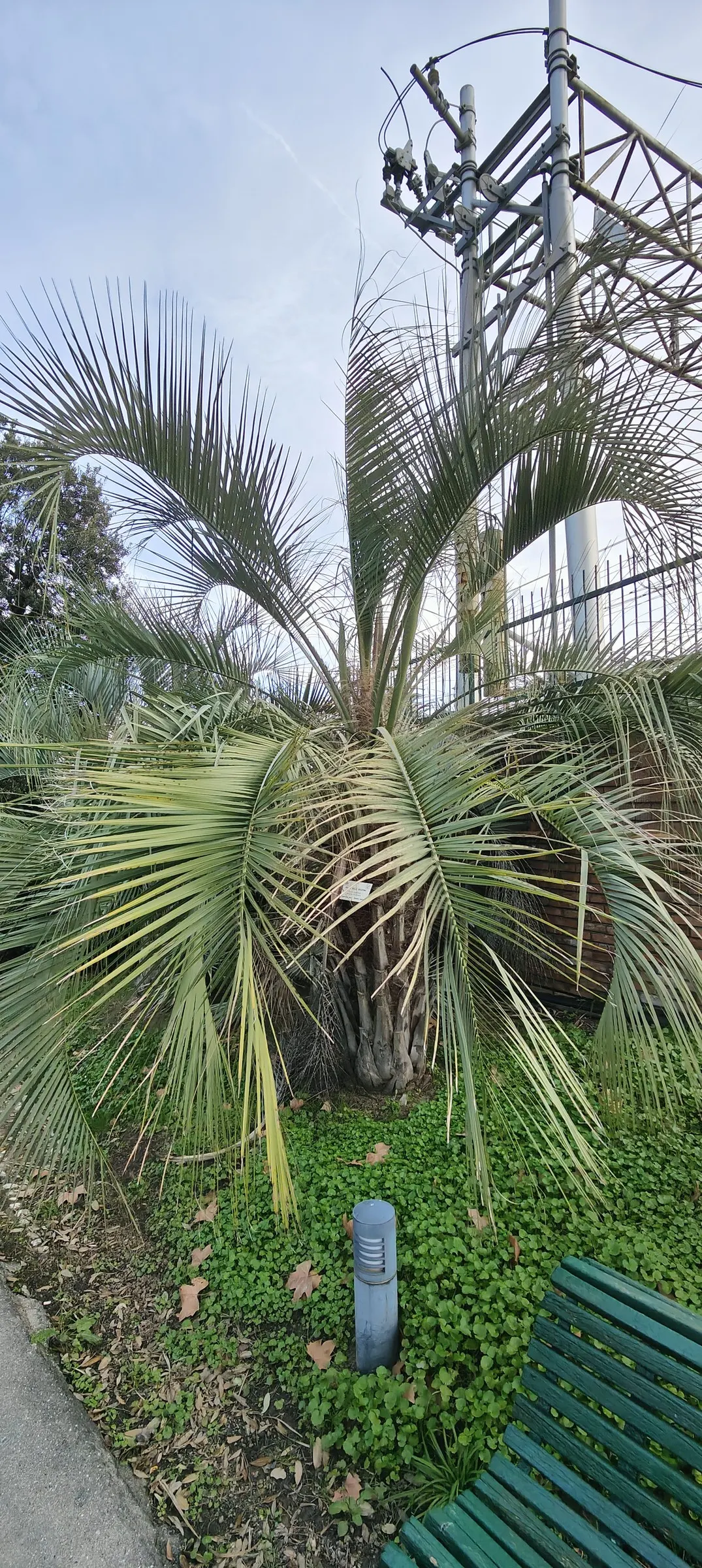 Pindo Palm (Butia Capitata) — this hardy palm is well-adapted to a variety of soil conditions and is notably resilient against cold