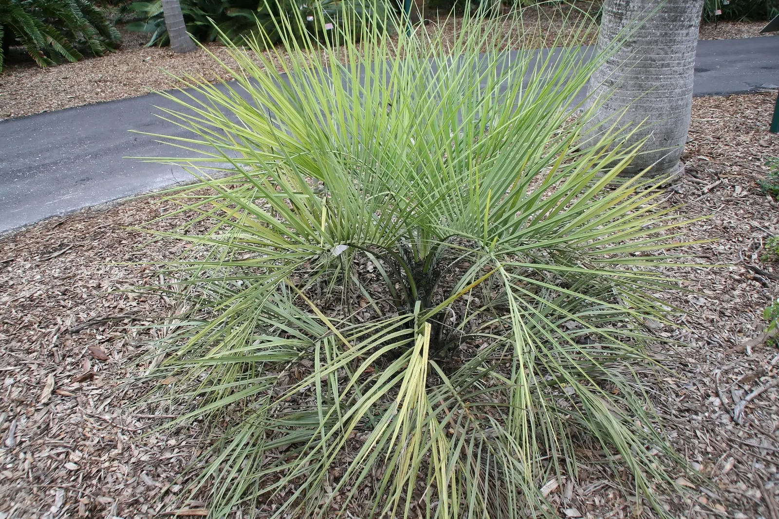 Pindo Palm (Butia Capitata) — with a spread of approximately 10 to 15 feet thanks to its robust; which can grow up to 5 feet long