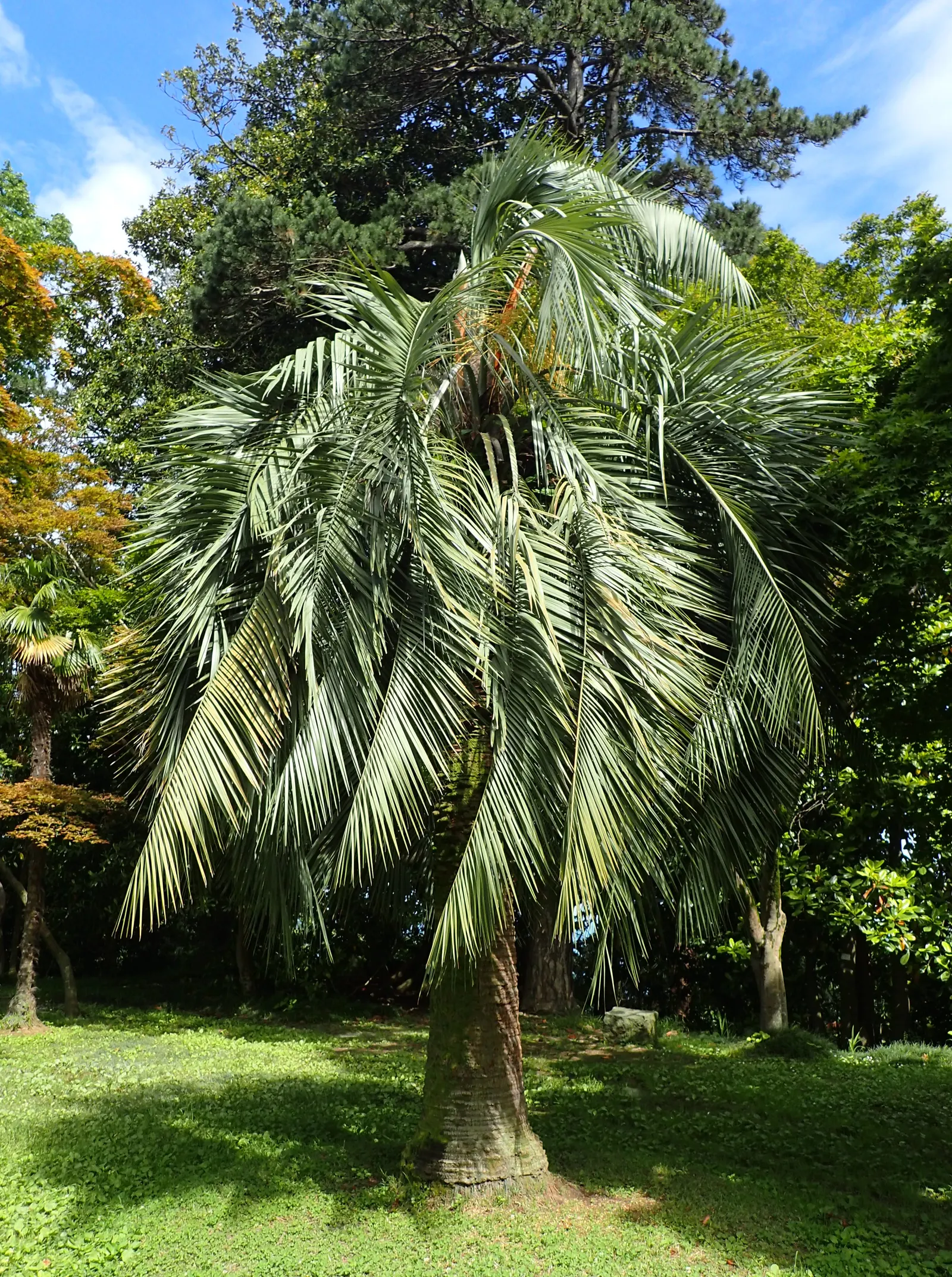 Pindo Palm (Butia Capitata) — These blossom into orange-yellow fruits by late summer; originating from the grasslands and forests of South America