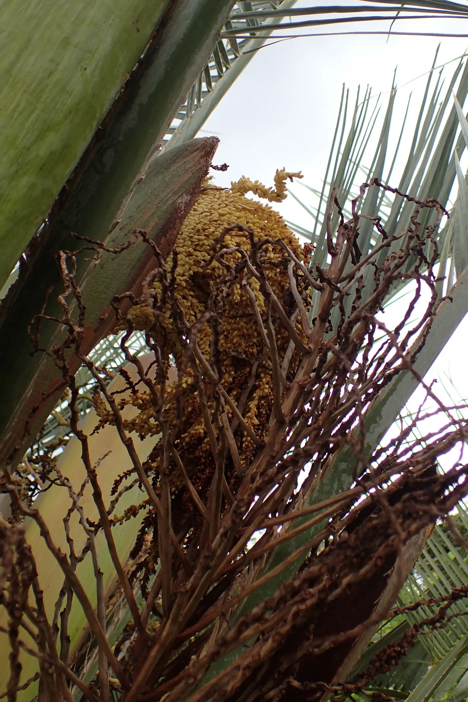 Pindo Palm (Butia Capitata) — boasts a distinctive silhouette with blue-green; its slow growth and graceful form make it ideal for focal points in, image 41
