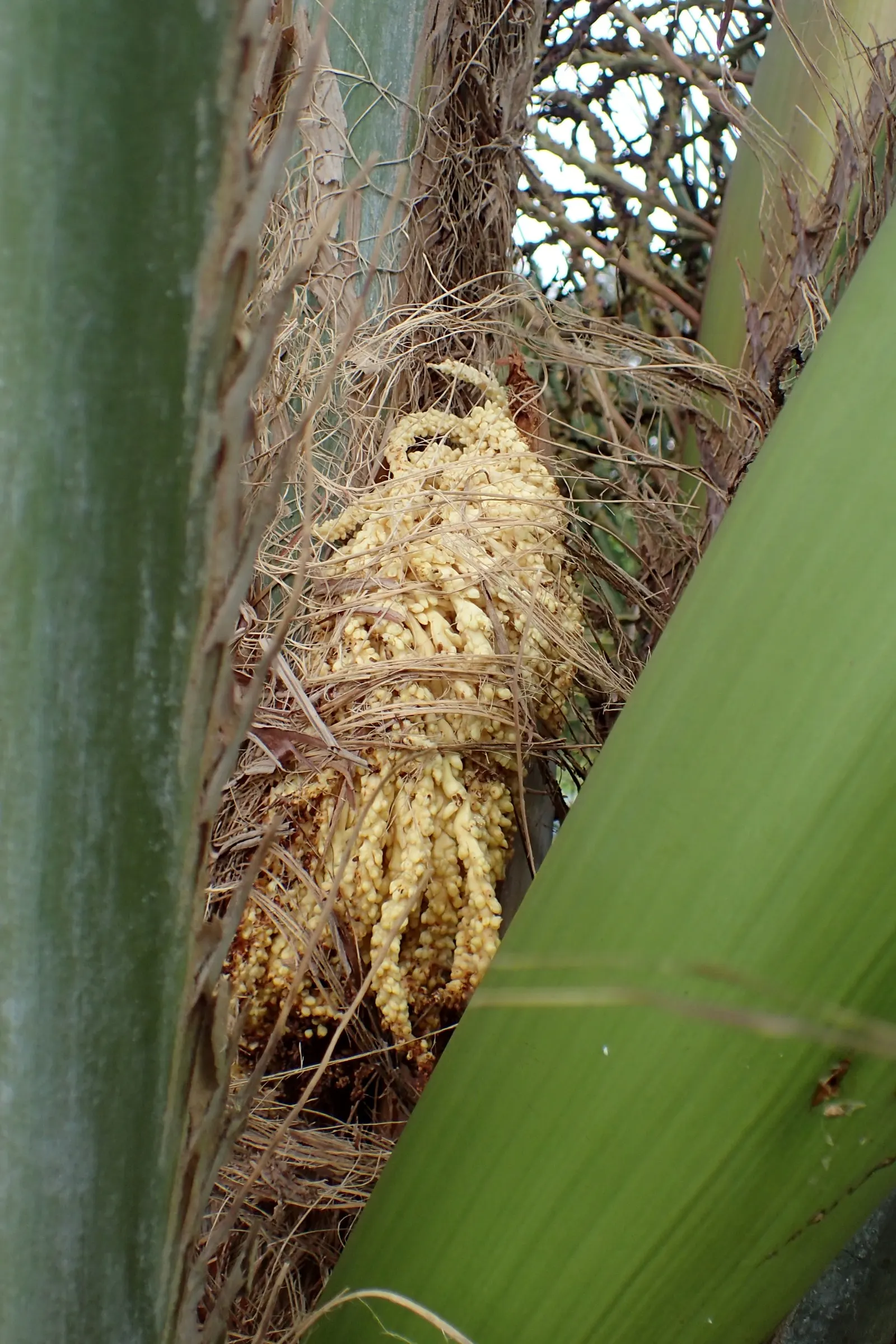 Pindo Palm (Butia Capitata) — offering a touch of tropical elegance