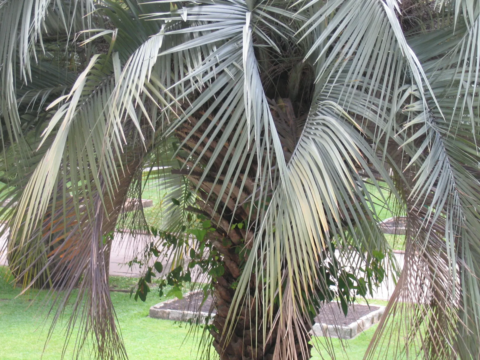 Pindo Palm (Butia Capitata) — The tree thrives in full sun to partial shade and requires well-drained soil; this cold-hardy palm matures at 15-20 feet tall