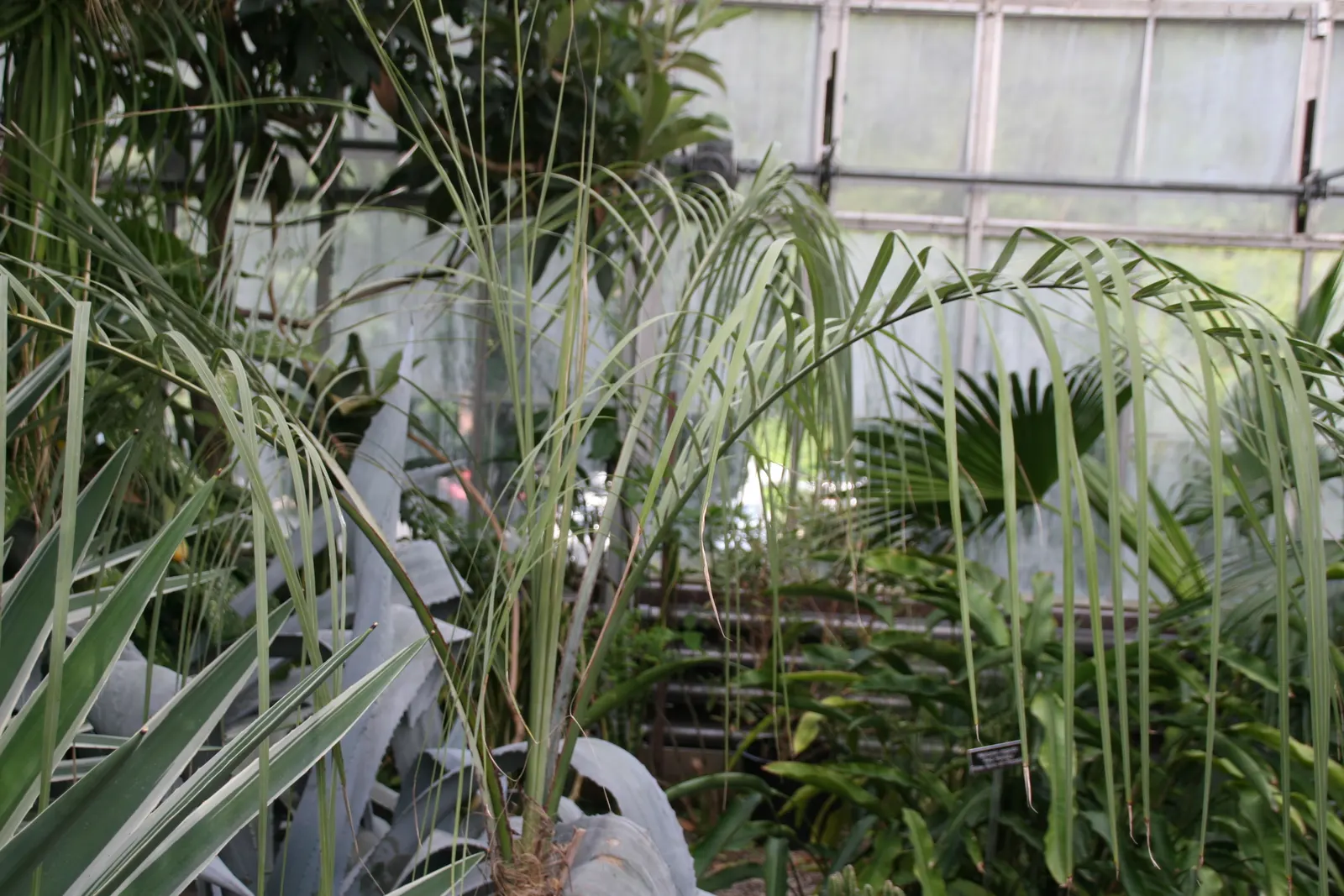 Pindo Palm (Butia Capitata) — scientifically known as Butia capitata; regular watering is recommended until the palm is established, after which it, image 46