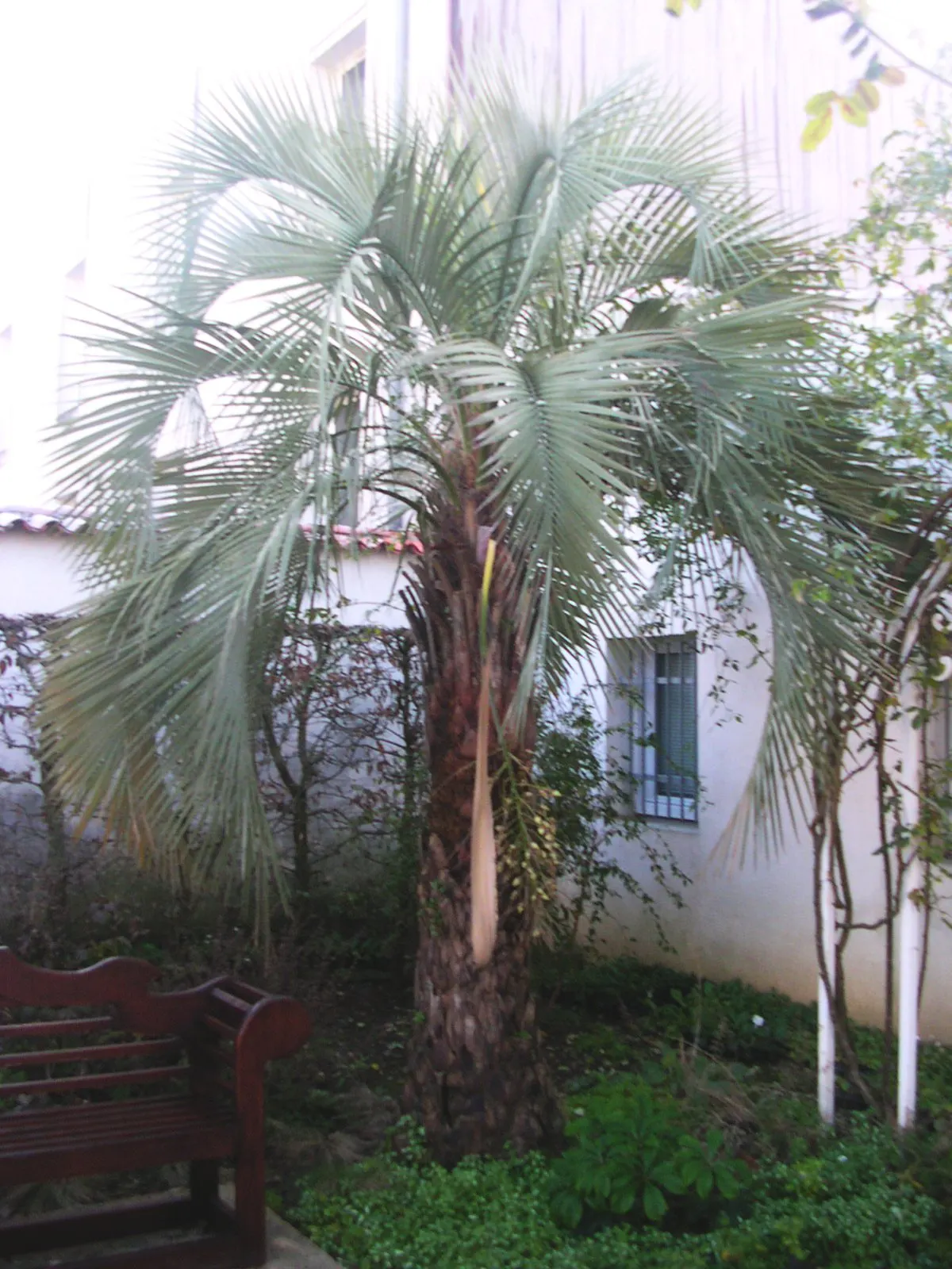 Pindo Palm (Butia Capitata) — consider its full mature size and provide ample space for its expansive canopy