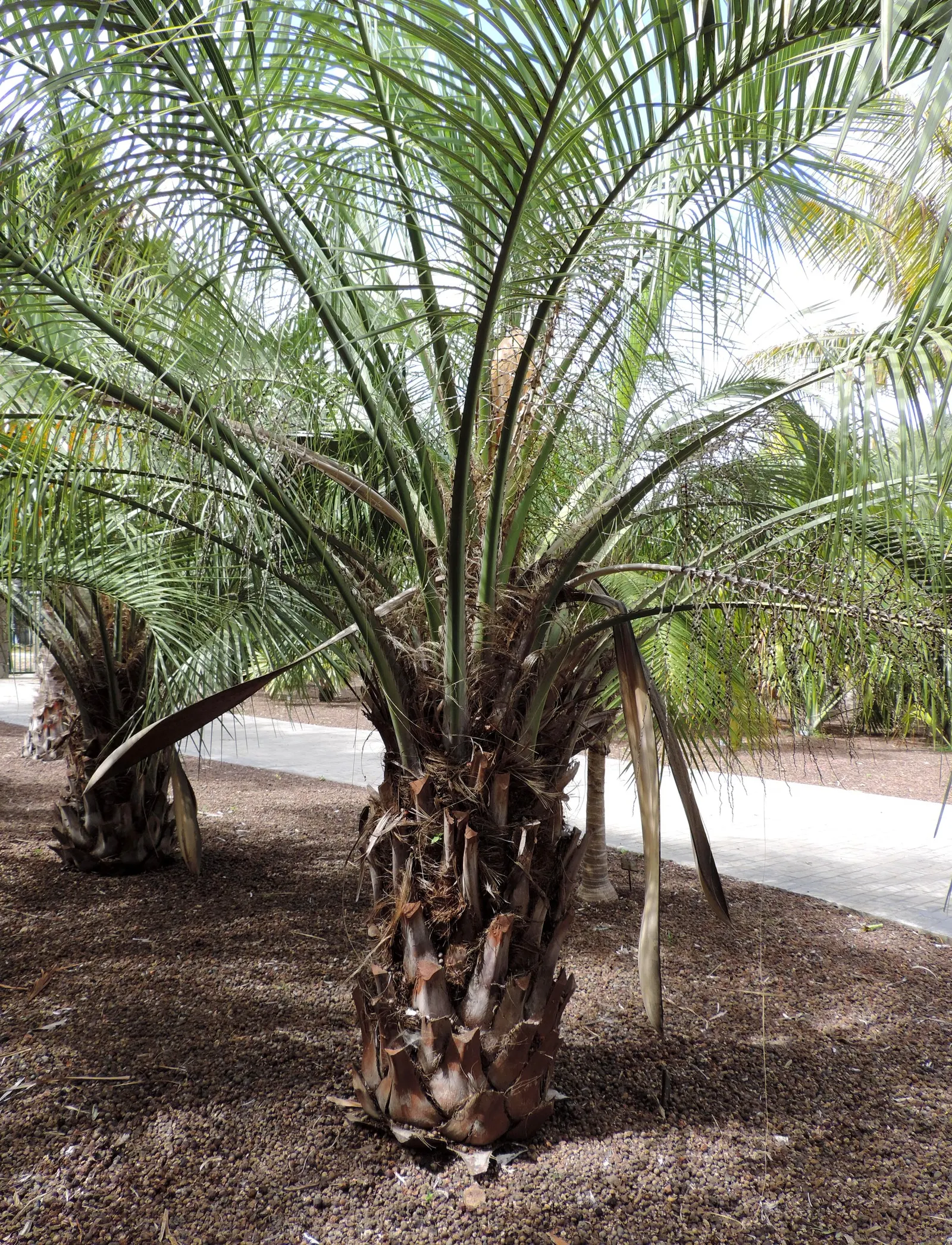 Pindo Palm (Butia Capitata) — palm for full or half; consider its full mature size and provide ample space for its expansive canopy, image 60