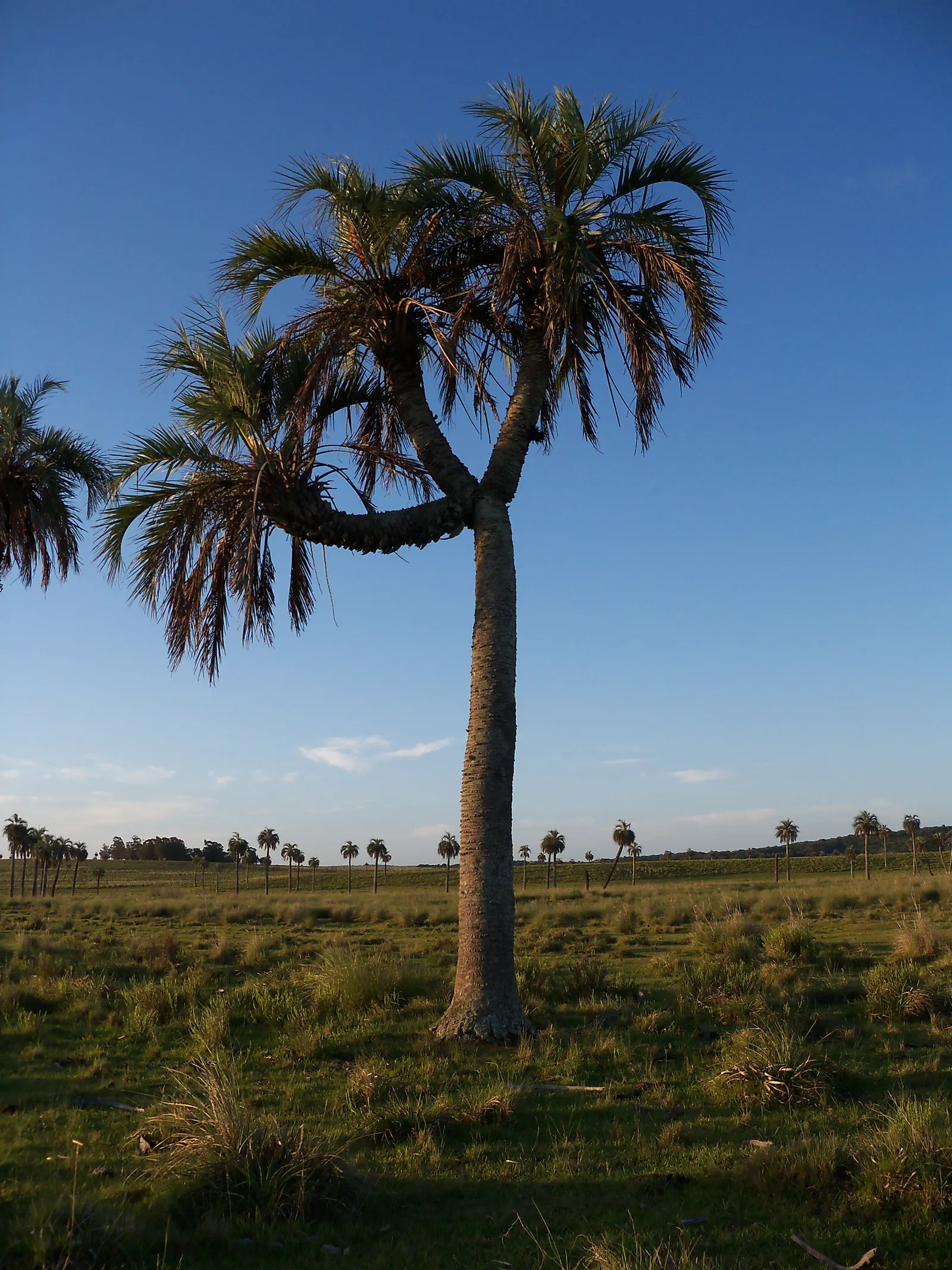 Pindo Palm (Butia Capitata) — This cold-hardy palm matures at 15-20 feet tall, with a spread of 10-15 feet; the tree thrives in full sun to partial, image 43