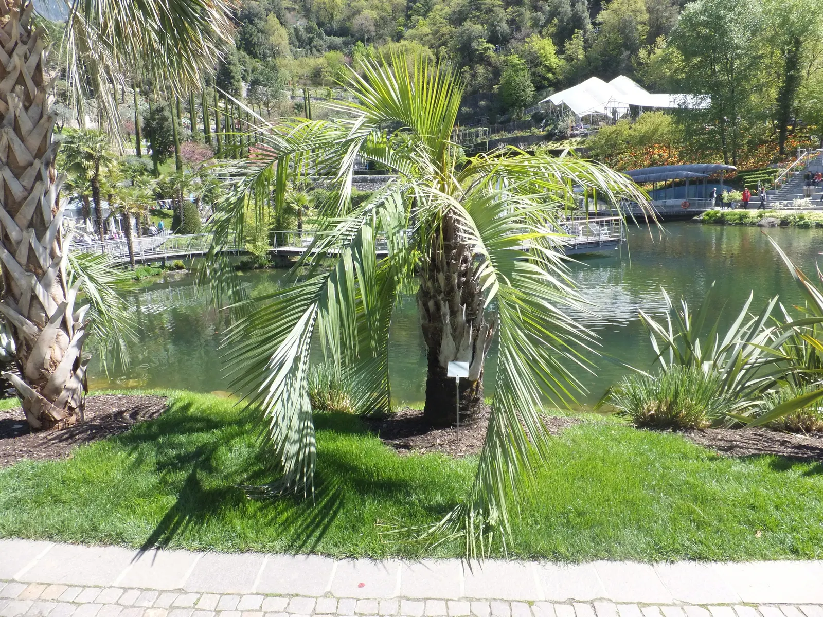 Pindo Palm (Butia Capitata) — scientifically known as Butia capitata; regular watering is recommended until the palm is established, after which it, image 66