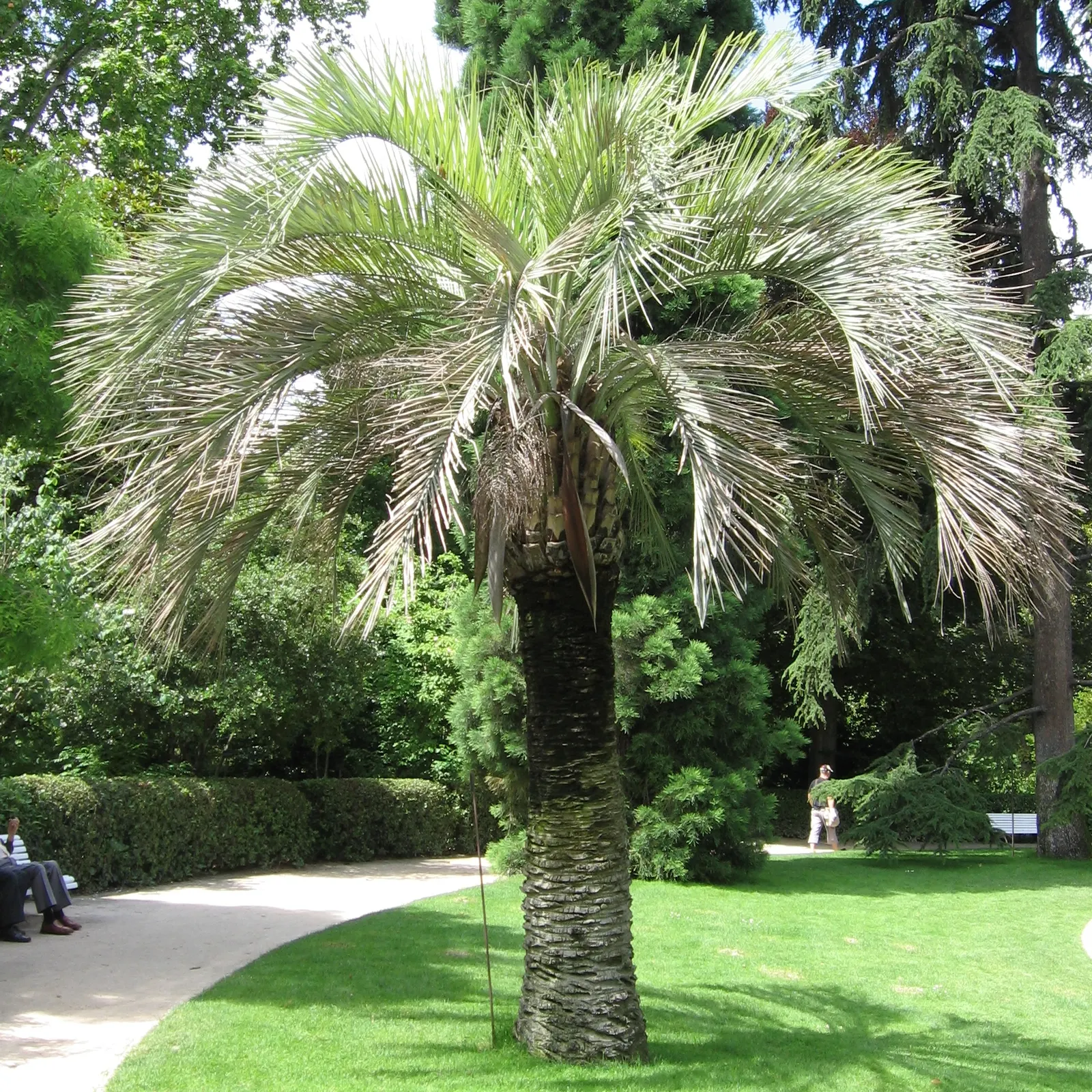 Pindo Palm (Butia Capitata) — offering a touch of tropical elegance; creating a spread of up to 10 feet wide, image 48