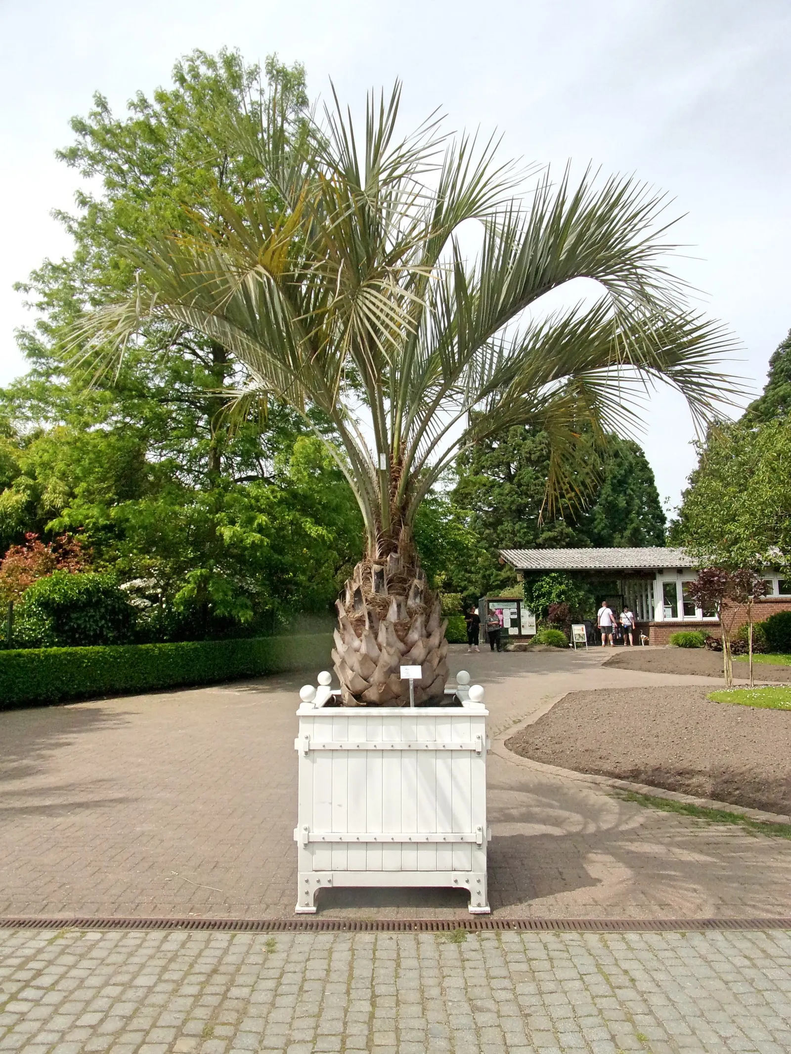 Pindo Palm (Butia Capitata) — This cold-hardy palm matures at 15-20 feet tall, with a spread of 10-15 feet