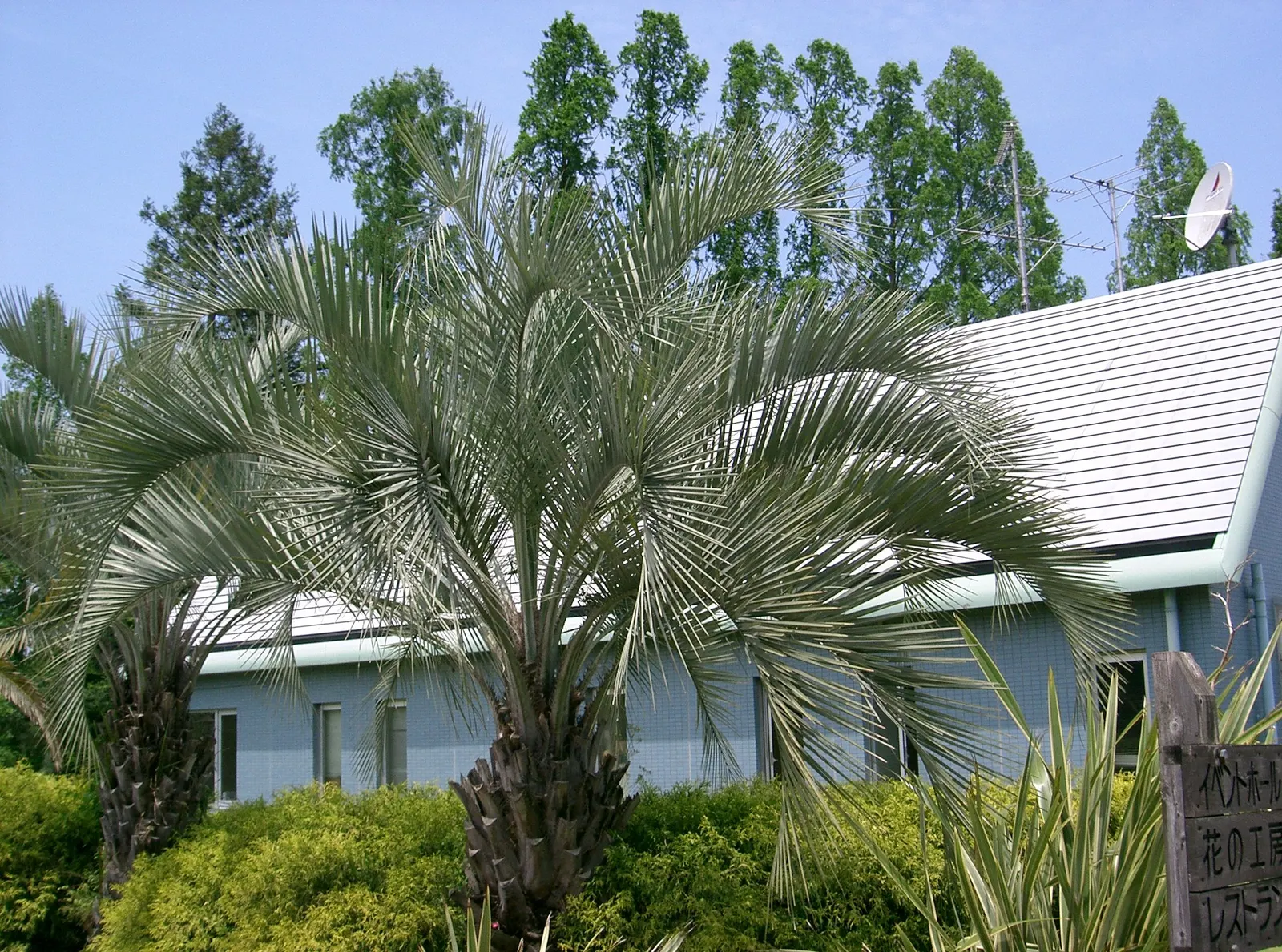 Pindo Palm (Butia Capitata) — scientifically known as Butia capitata; regular watering is recommended until the palm is established, after which it becomes