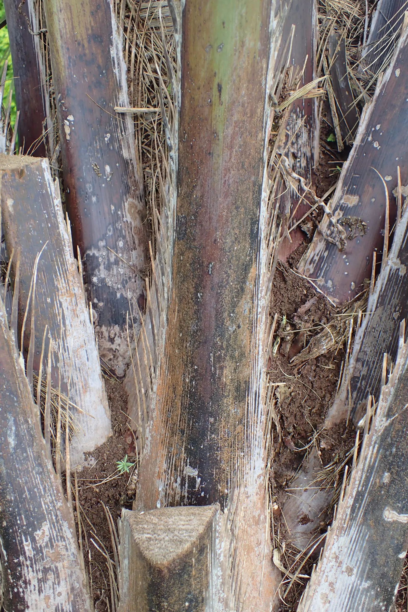 Pindo Palm (Butia Capitata) — This cold-hardy palm matures at 15-20 feet tall, with a spread of 10-15 feet; the tree thrives in full sun to partial, image 63