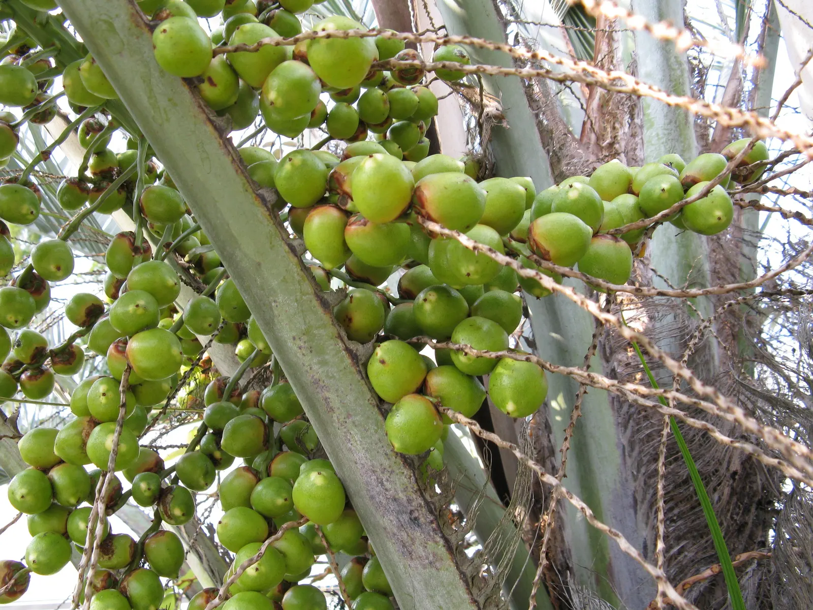 Pindo Palm (Butia Capitata) — which can grow up to 5 feet long; yellow inflorescences that reach up to 2 feet long