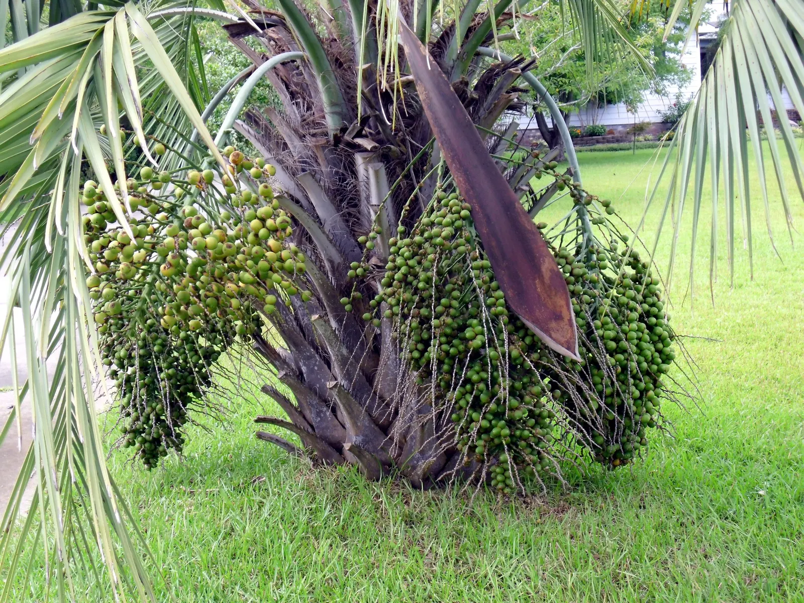 Pindo Palm (Butia Capitata) — The tree thrives in full sun to partial shade and requires well-drained soil