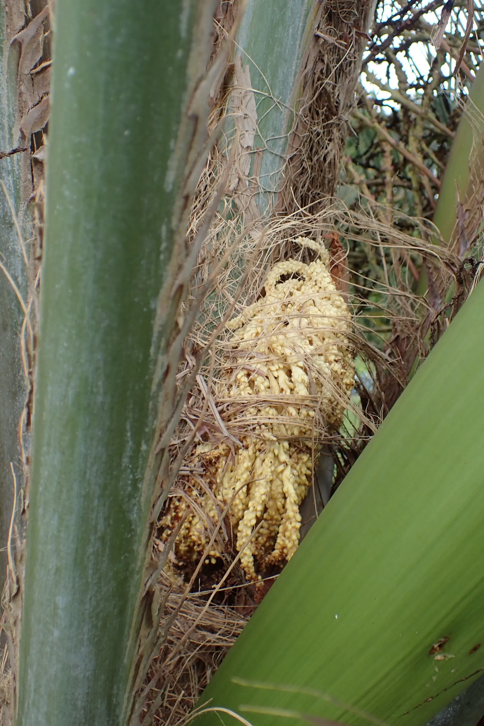 Pindo Palm (Butia Capitata) — with a spread of approximately 10 to 15 feet thanks to its robust; which can grow up to 5 feet long, image 51