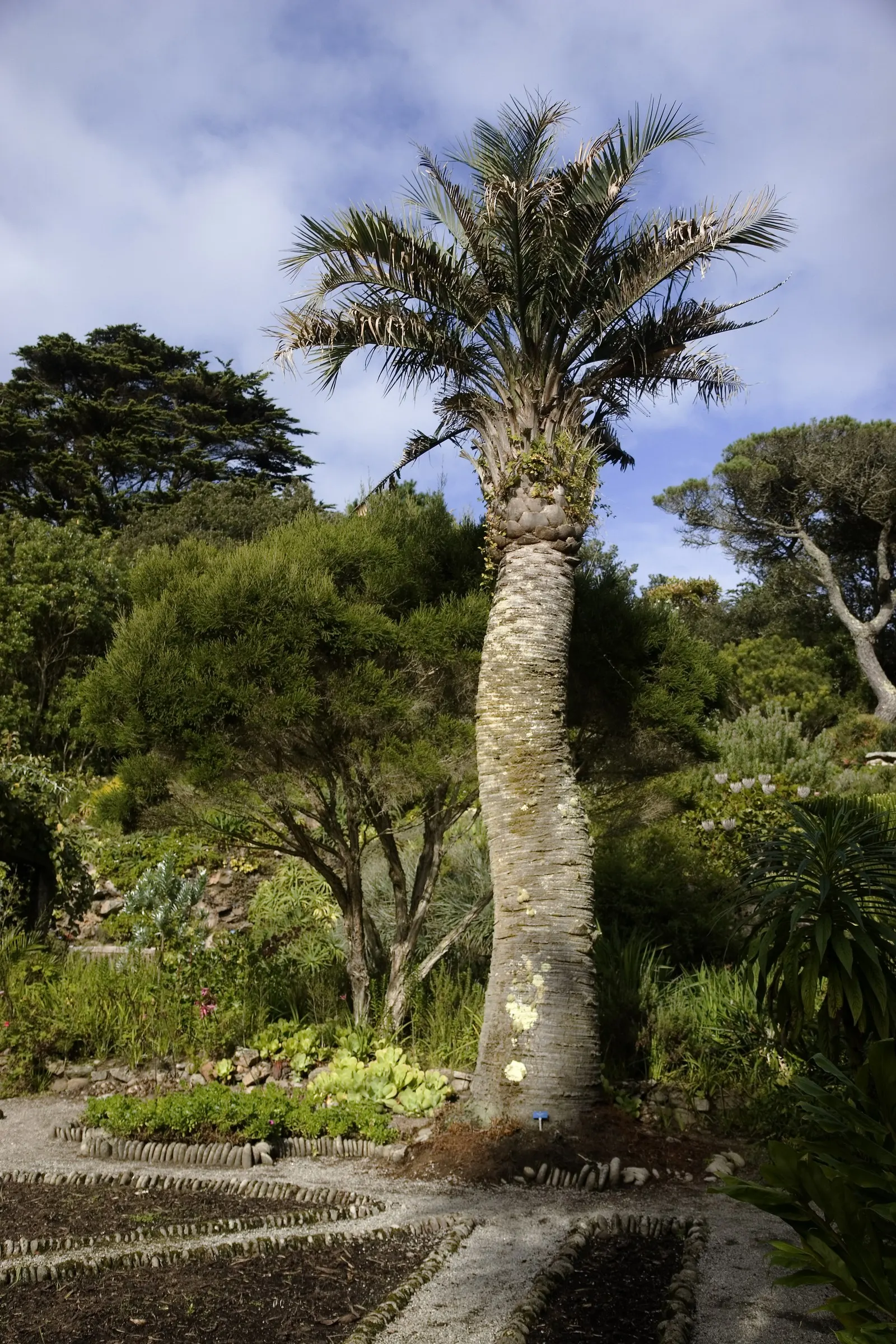 Pindo Palm (Butia Capitata) — which can grow up to 5 feet long; yellow inflorescences that reach up to 2 feet long, image 54