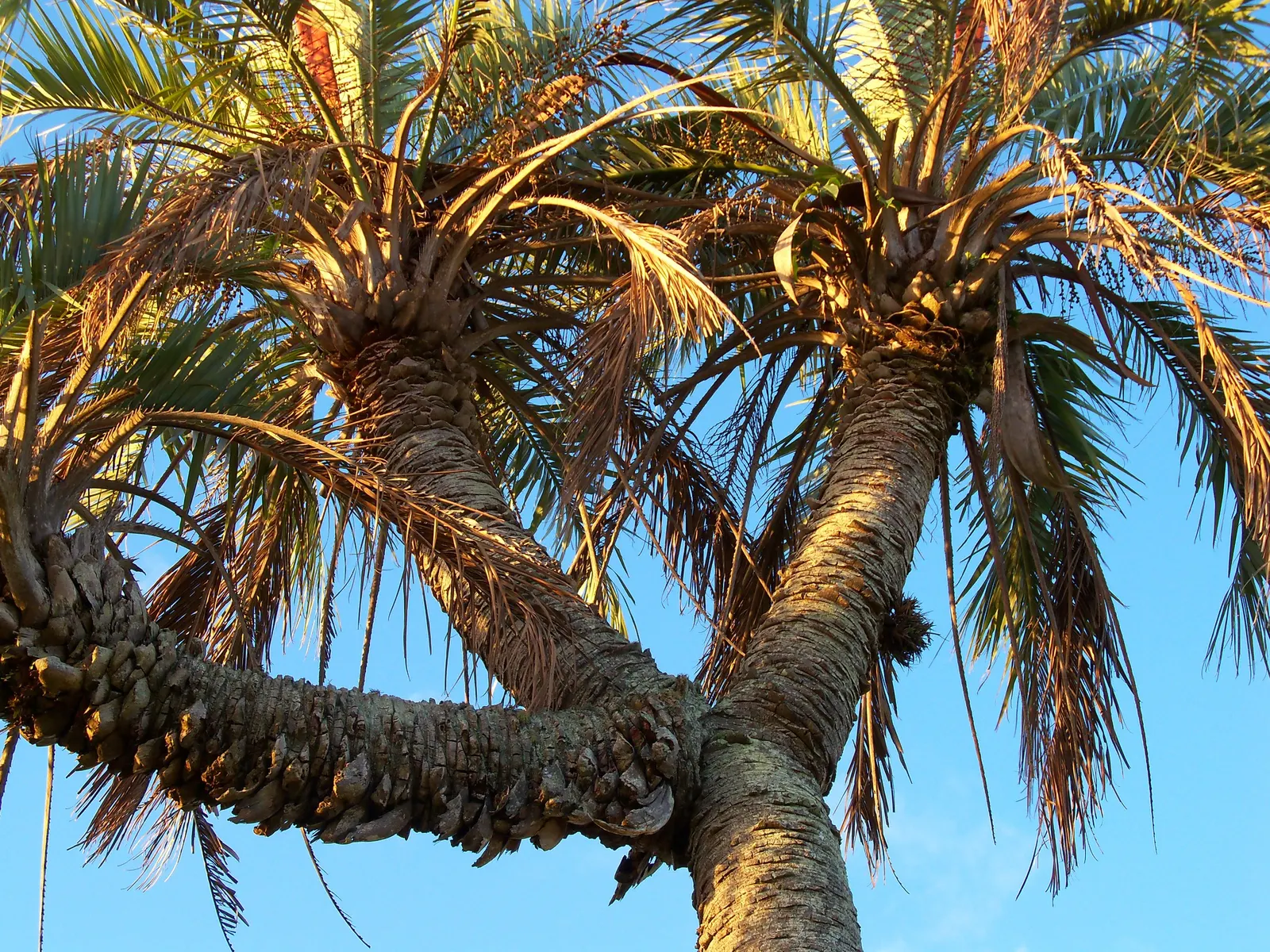 Pindo Palm (Butia Capitata) — consider its full mature size and provide ample space for its expansive canopy; these blossom into orange-yellow, image 57