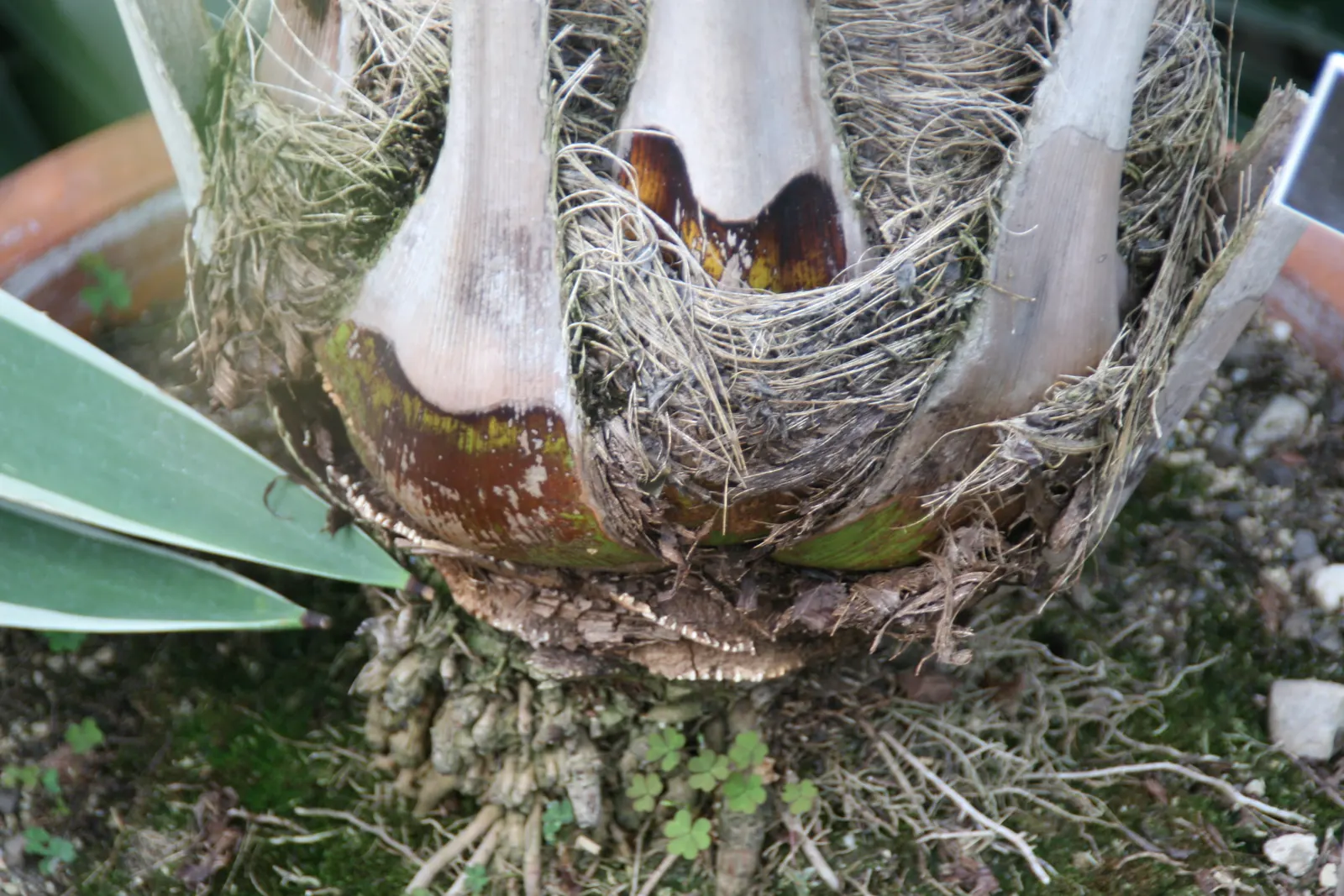 Pindo Palm (Butia Capitata) — This cold-hardy palm matures at 15-20 feet tall, with a spread of 10-15 feet; the tree thrives in full sun to partial shade and