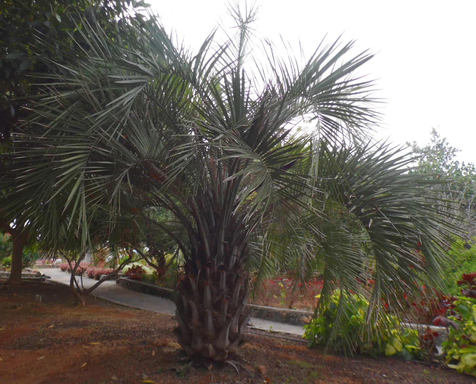 Pindo Palm (Butia Capitata) — creating a spread of up to 10 feet wide