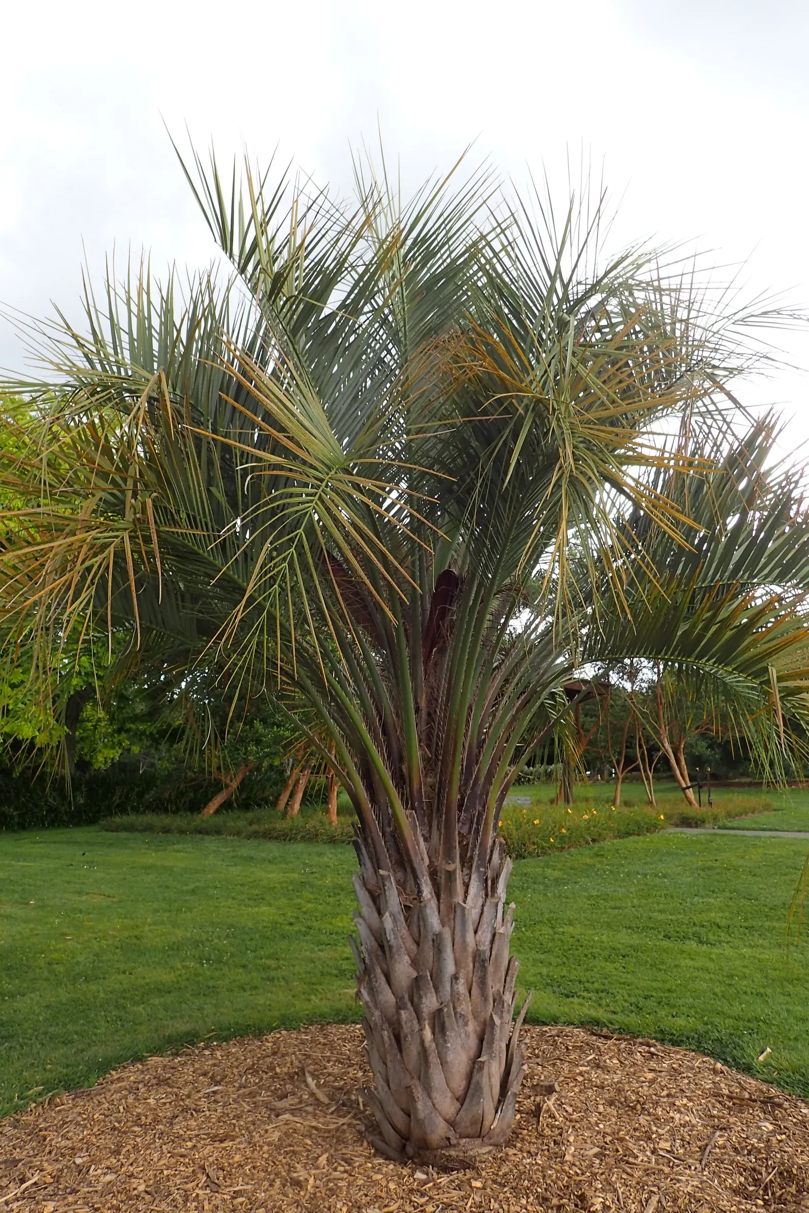 Pindo Palm (Butia Capitata) — Originating from the grasslands and forests of South America; palm for full or half, image 69