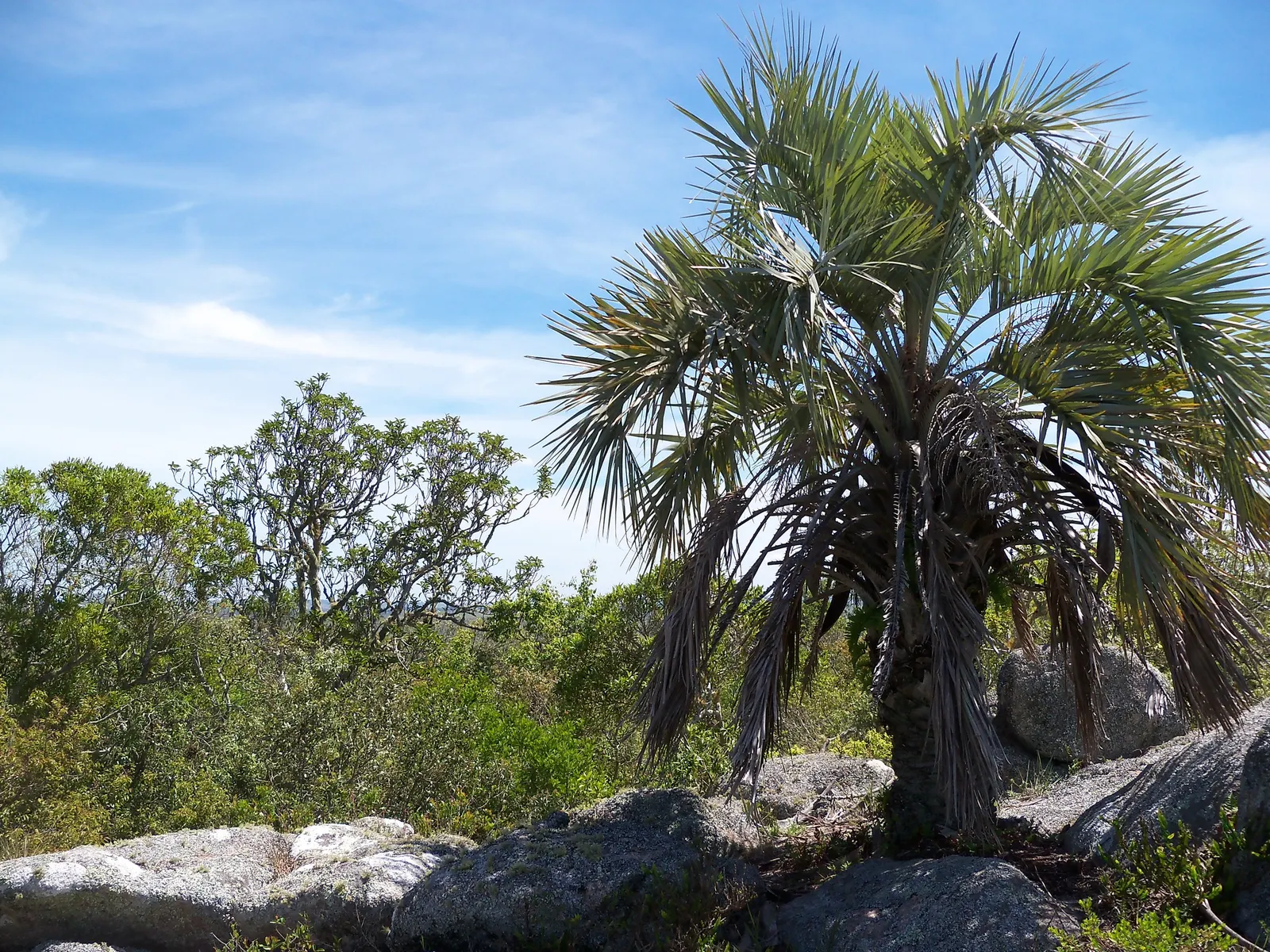 Pindo Palm (Butia Capitata) — It produces edible yellow-orange fruits, adding a tropical flair to settings in USDA zones 7b-11; blue-green fronds, image 65