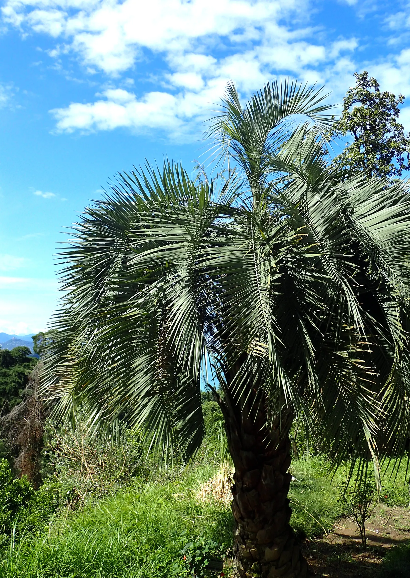 Pindo Palm (Butia Capitata) — The tree thrives in full sun to partial shade and requires well-drained soil; this cold-hardy palm matures at 15-20, image 58