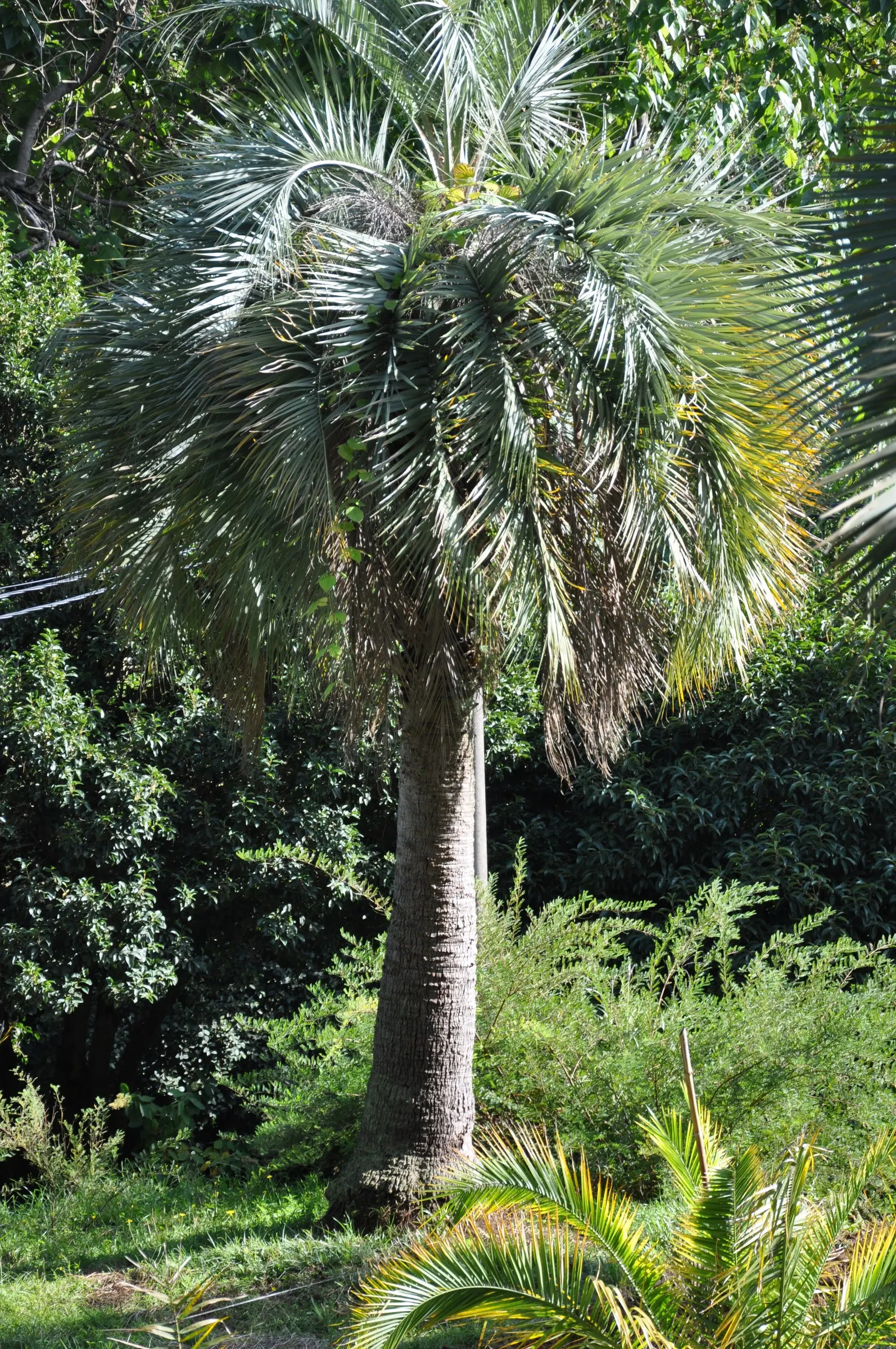 Pindo Palm (Butia Capitata) — this hardy palm is well-adapted to a variety of soil conditions and is notably resilient against cold; is a striking addition to