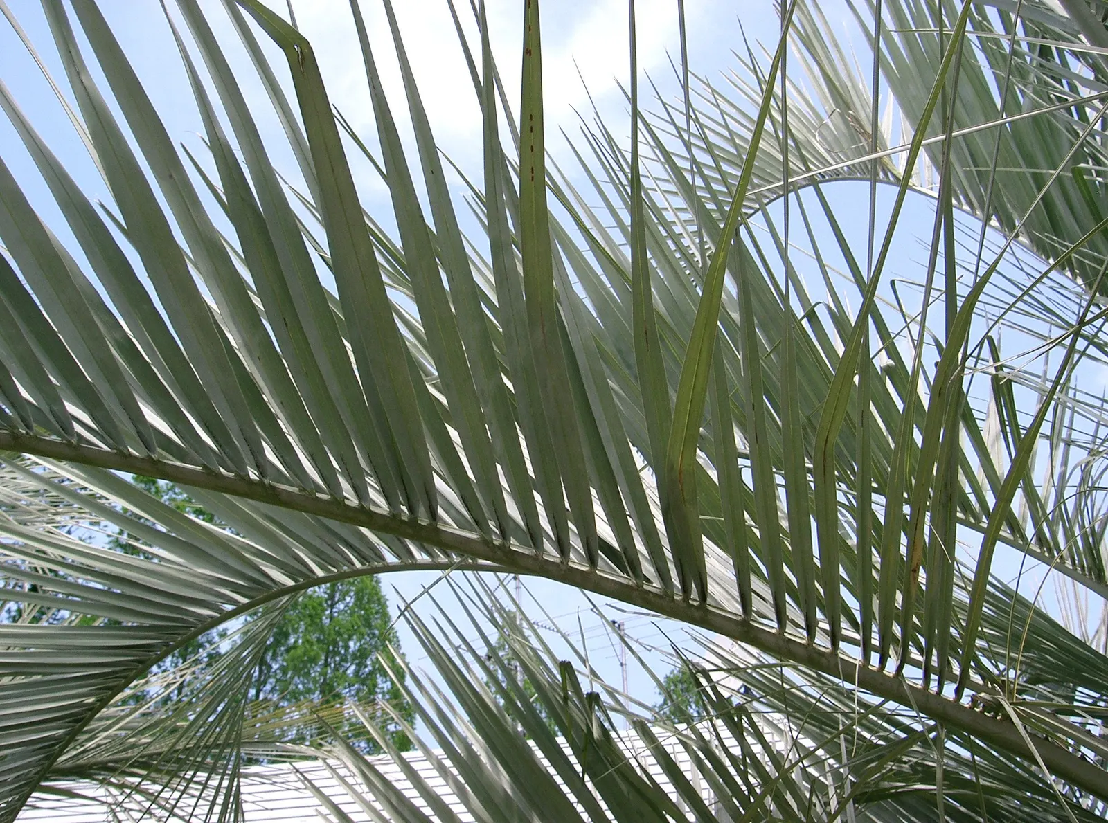 Pindo Palm (Butia Capitata) — Regular watering is recommended until the palm is established, after which it becomes quite drought-tolerant