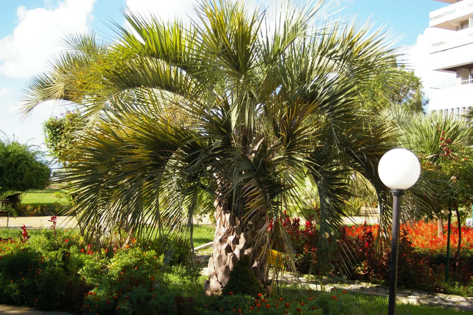 Pindo Palm (Butia Capitata) — blue-green fronds that gracefully arch