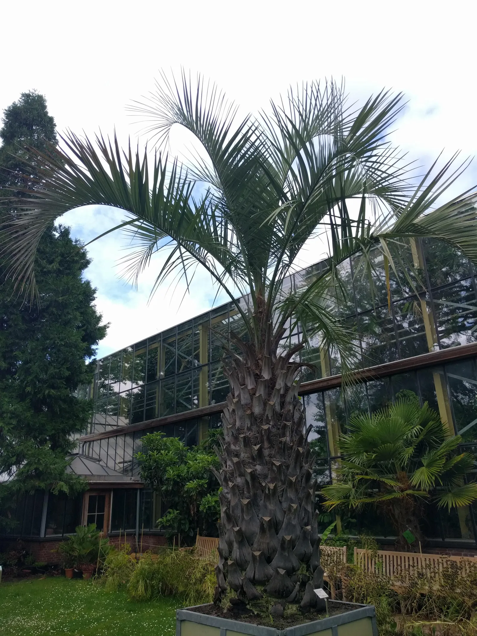 Pindo Palm (Butia Capitata) — is a striking addition to any landscape design