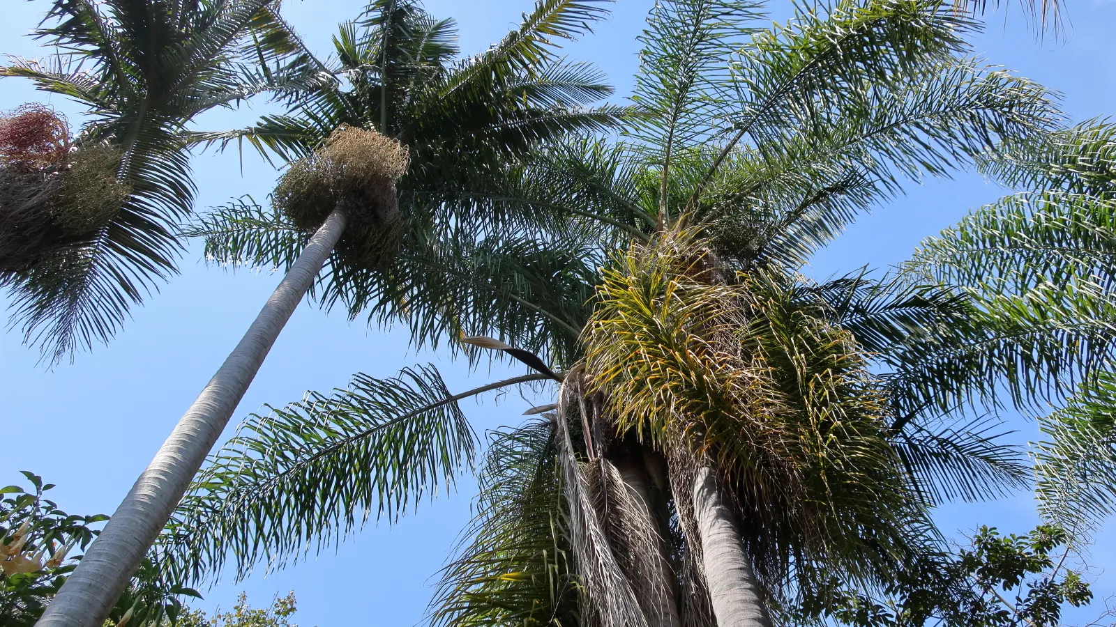 Pindo Palm (Butia Capitata) — It produces edible yellow-orange fruits, adding a tropical flair to settings in USDA zones 7b-11; blue-green fronds, image 45